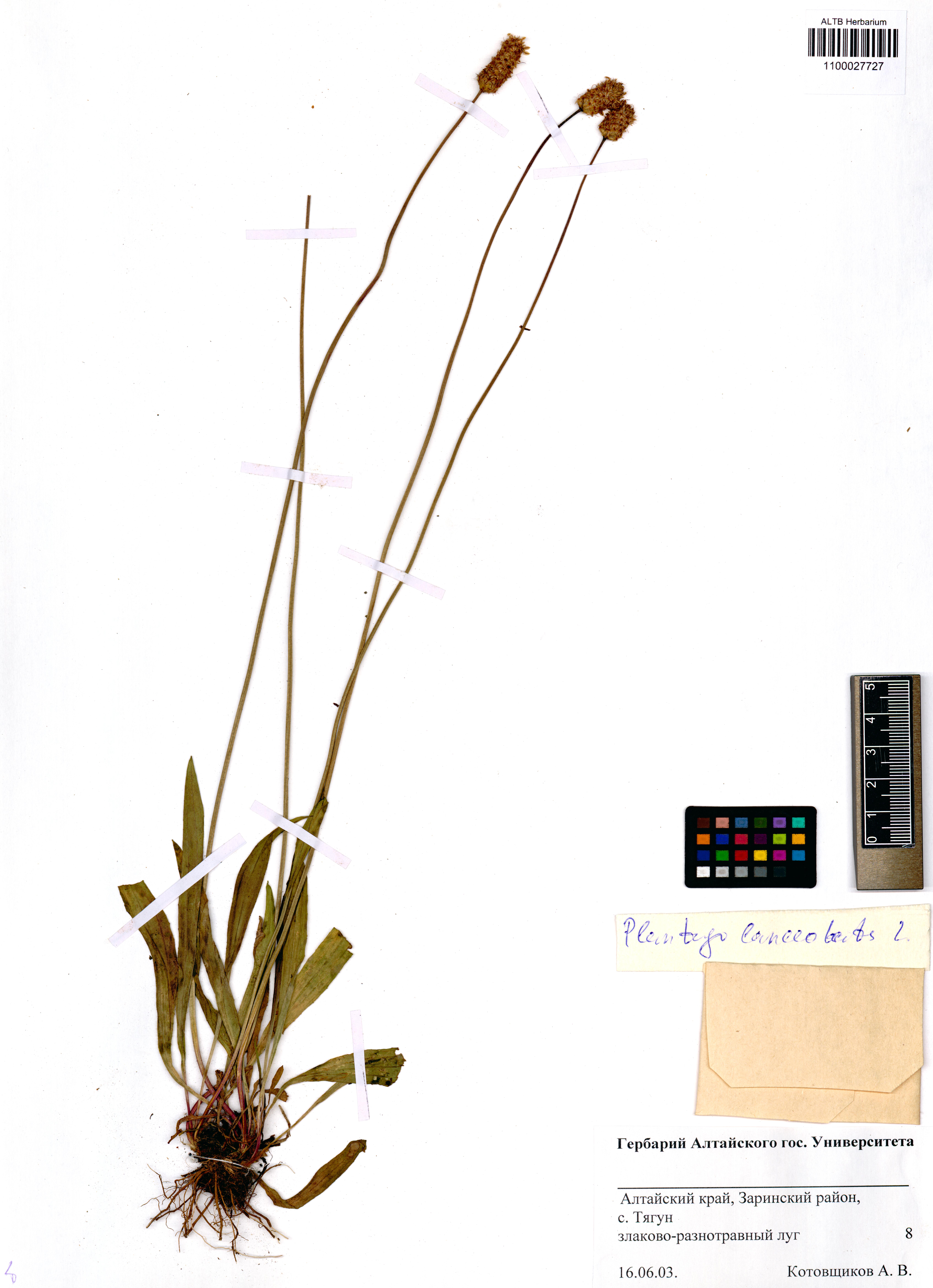 Plantago lanceolata L.