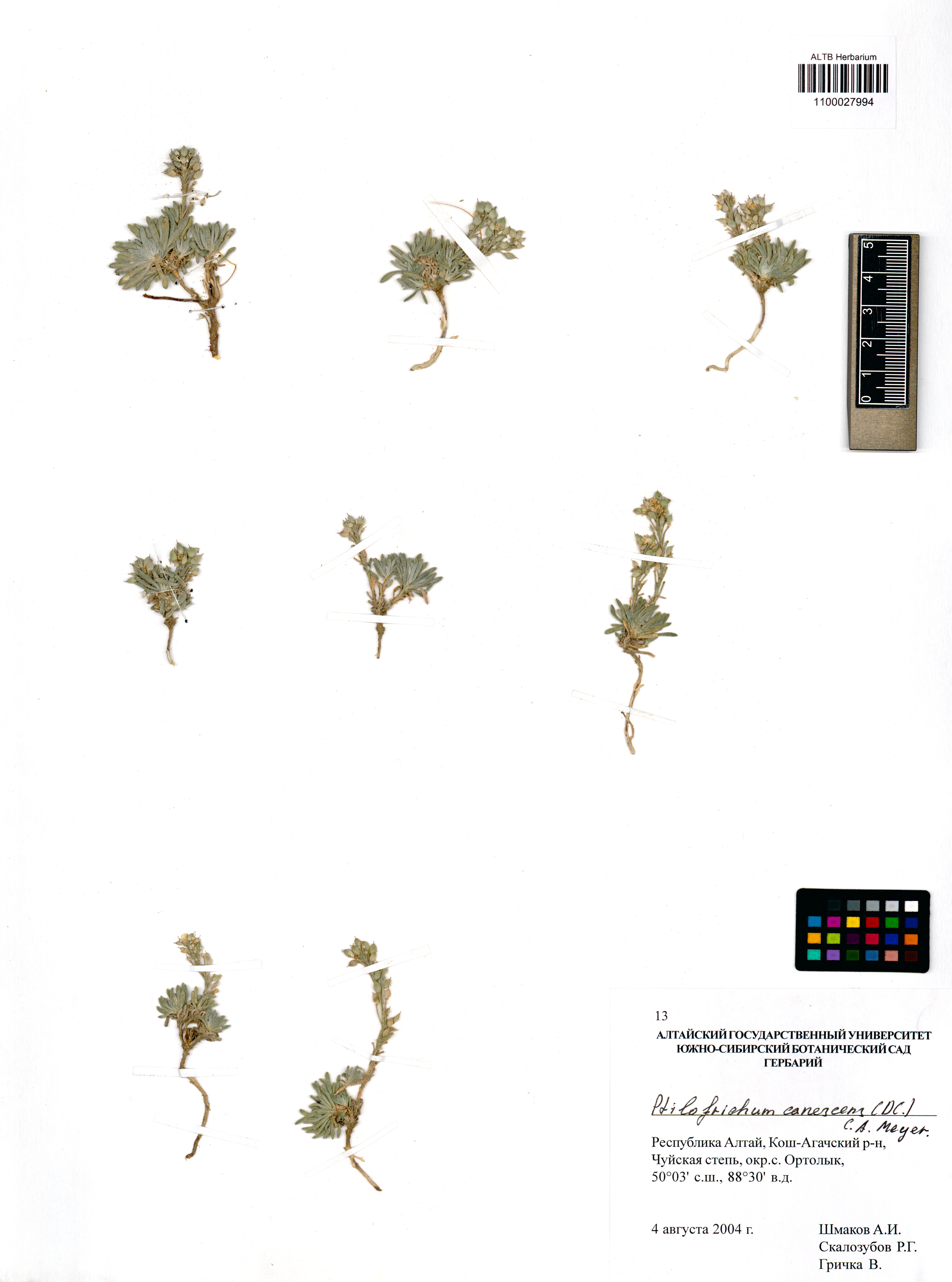 Ptilotrichum canescens (DC.) C.A.Mey.