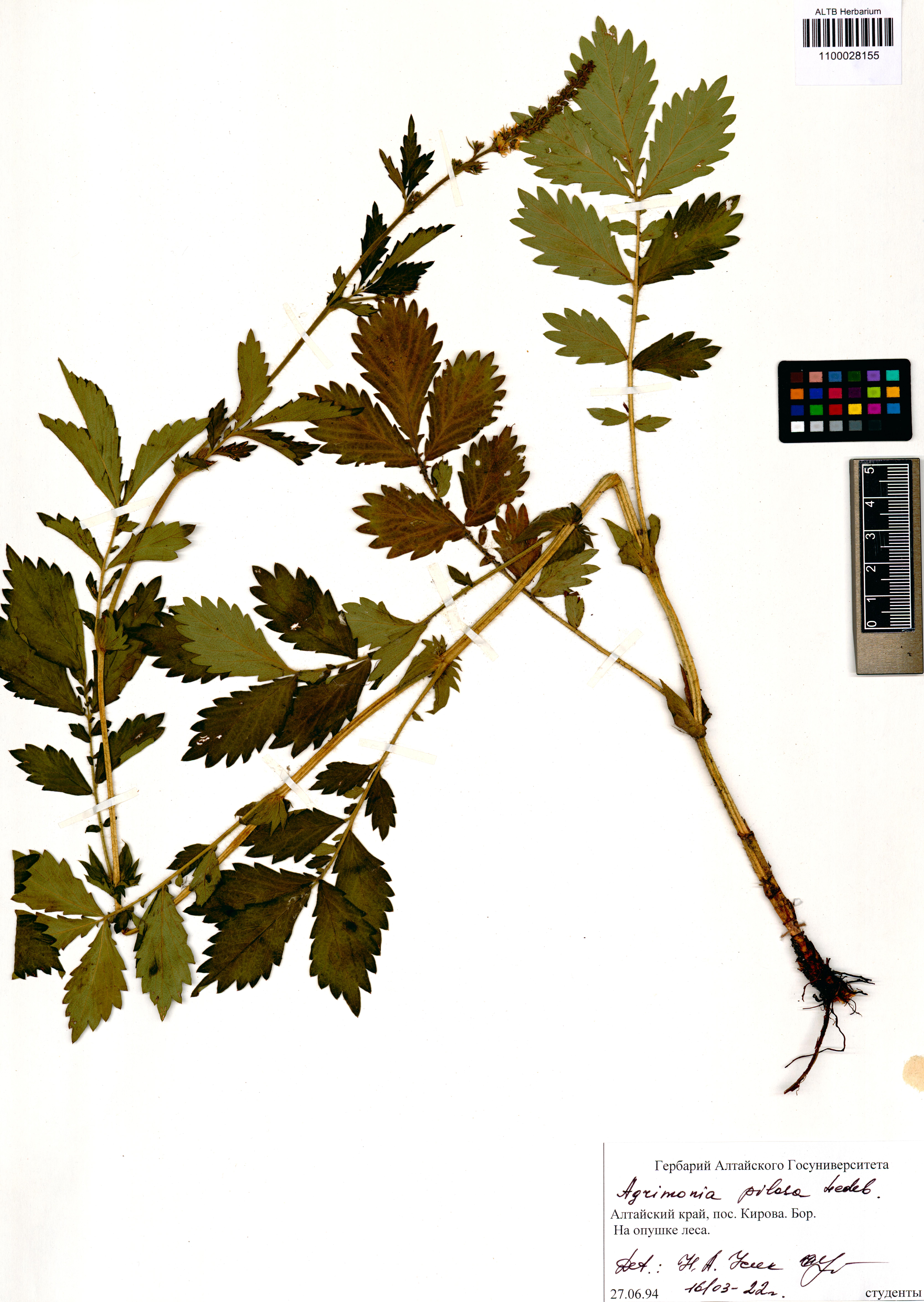 Agrimonia pilosa Ledeb.