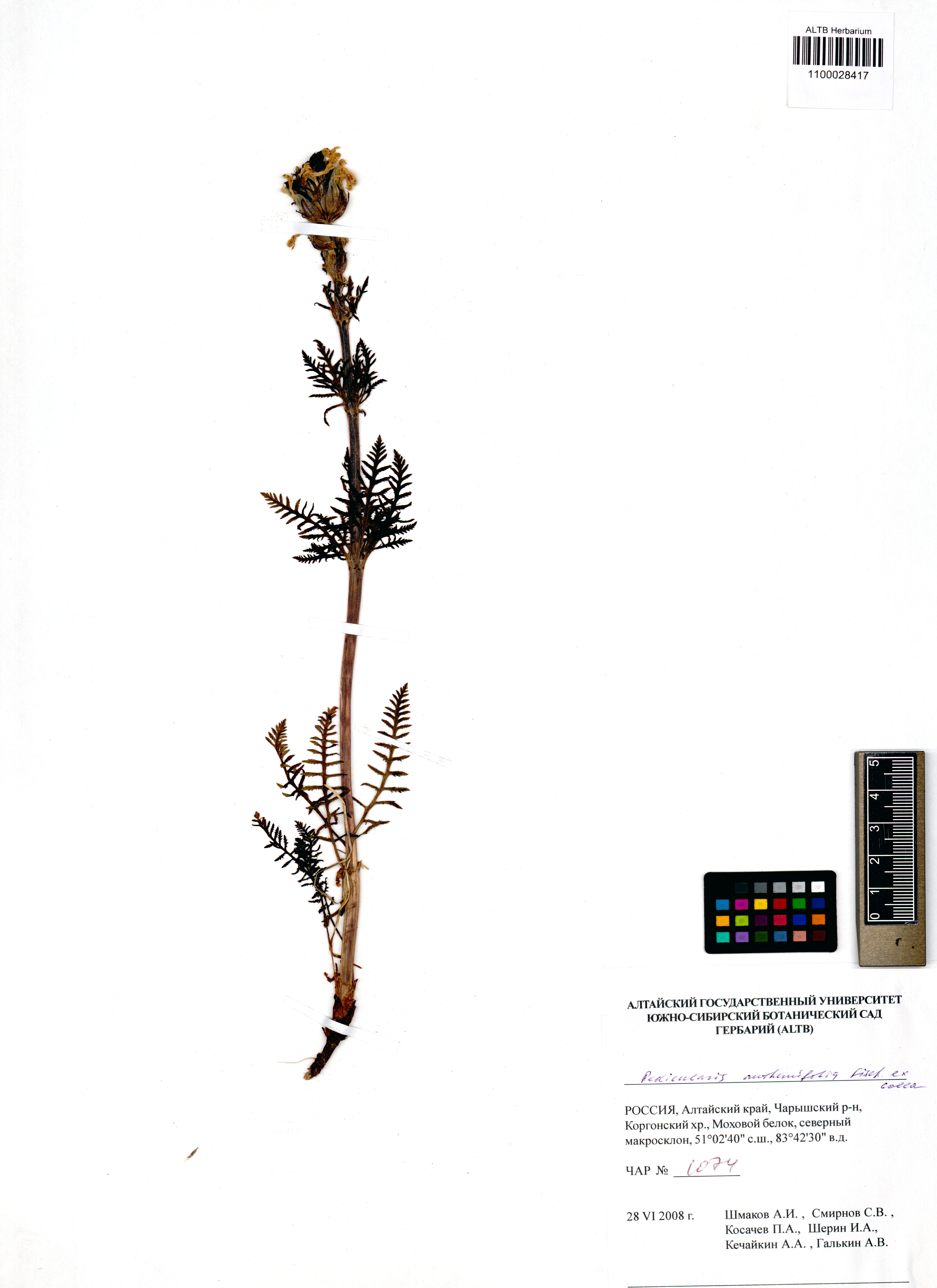 Pedicularis anthemifolia Fisch. ex Colla