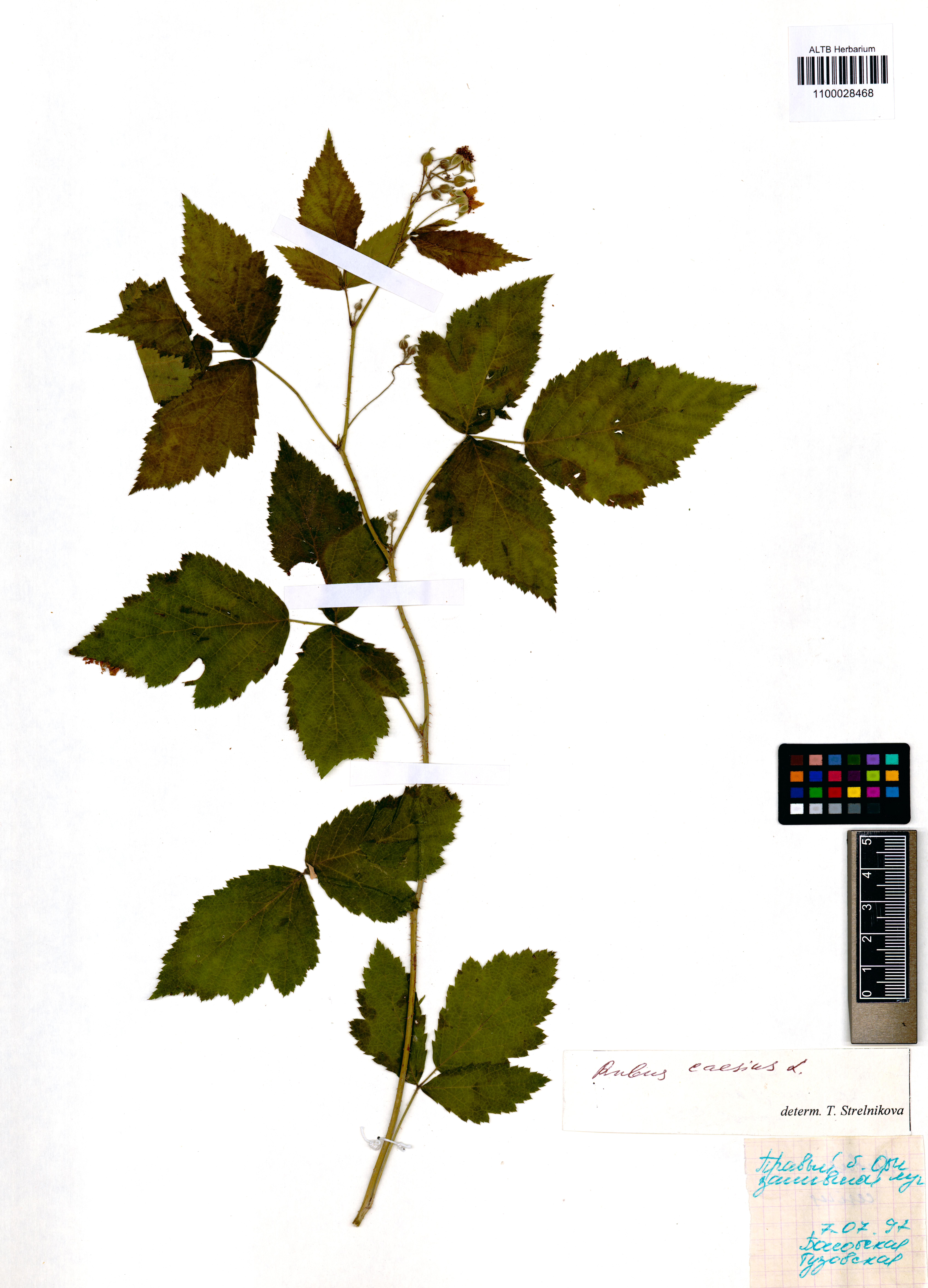 Rubus caesius L.