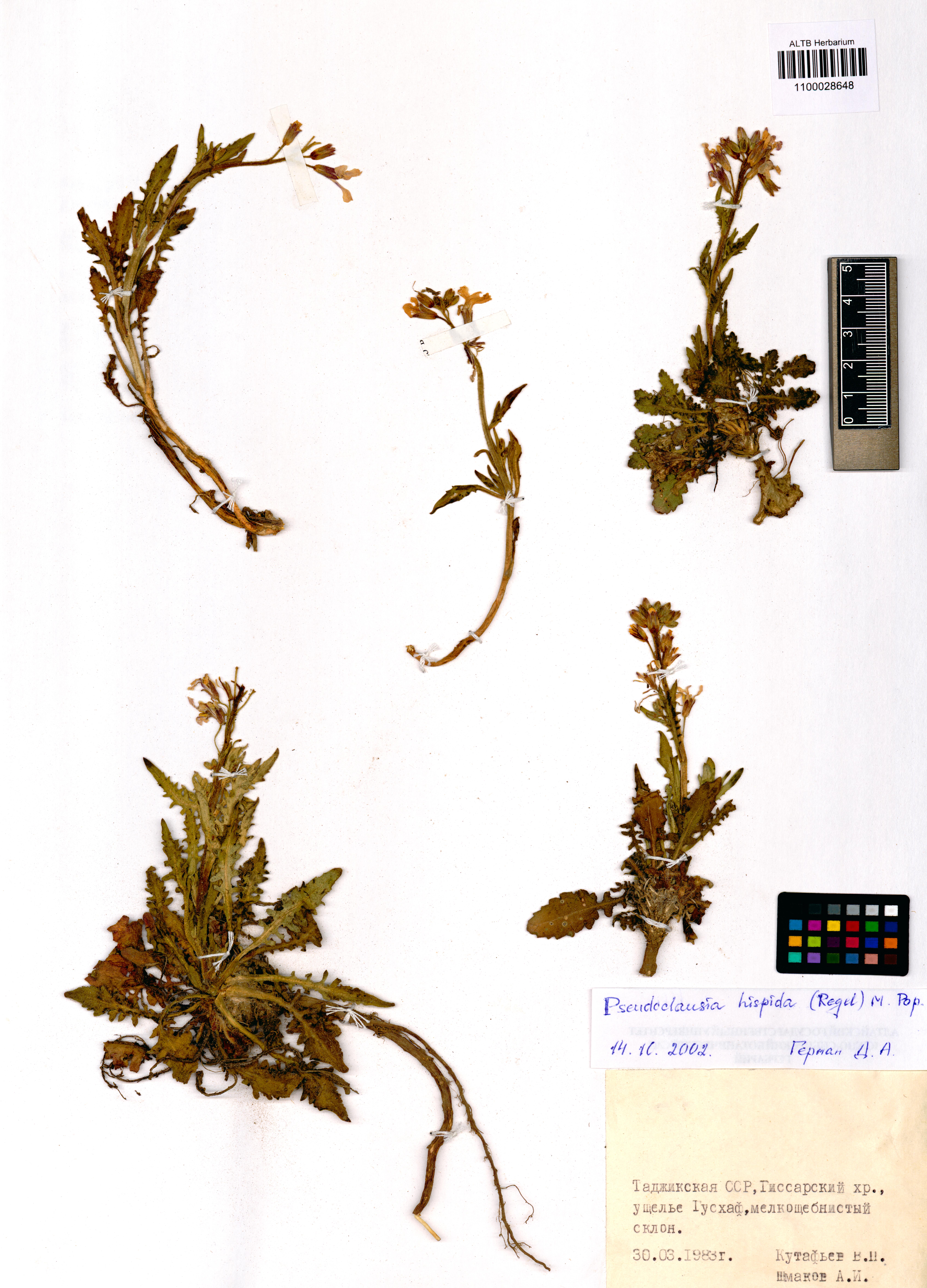 Pseudoclausia hispida (Regel) Popov