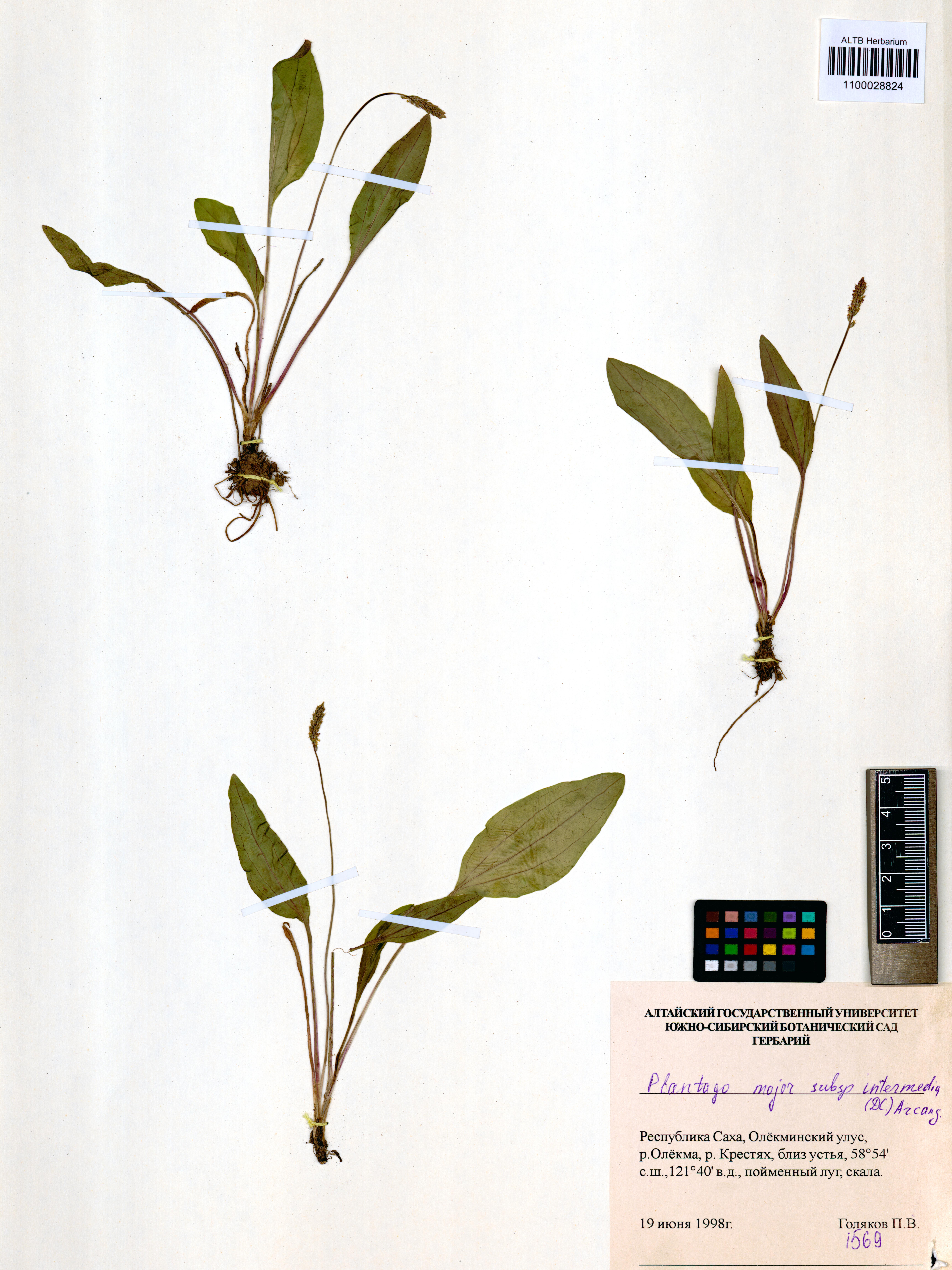 Plantago major subsp. intermedia (Gilib.) Arcang.