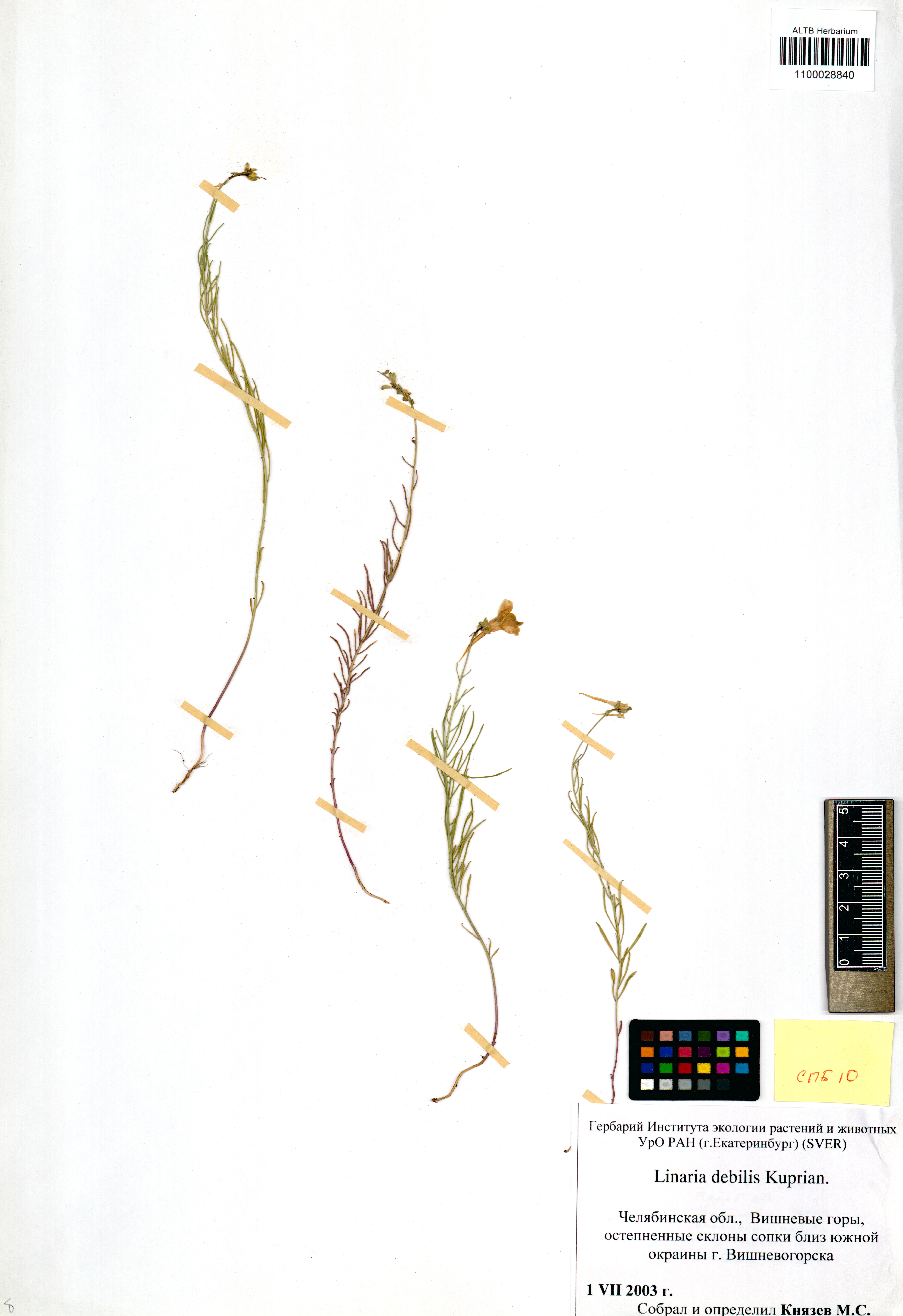 Linaria debilis Kuprian.