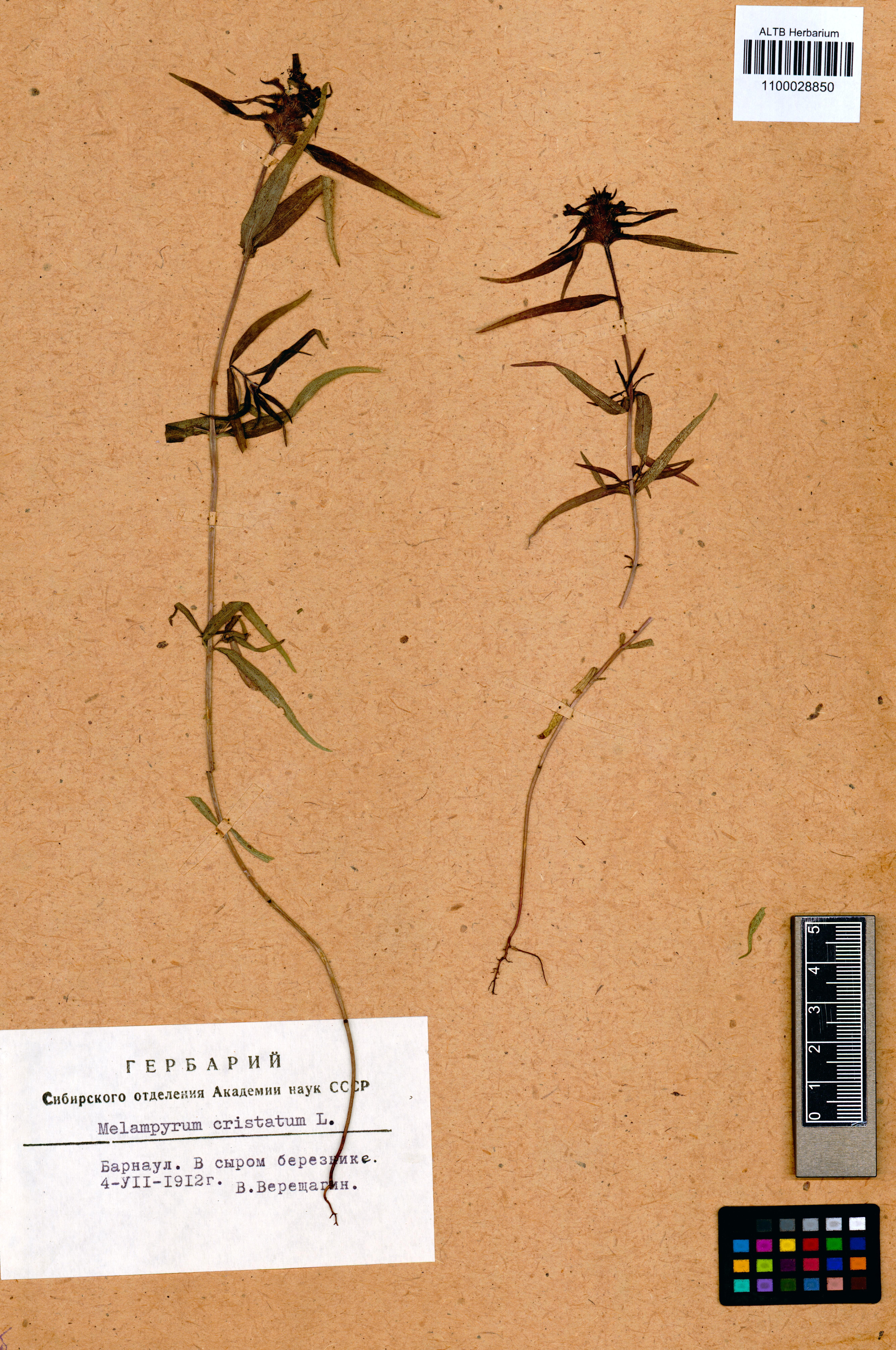 Melampyrum cristatum L.