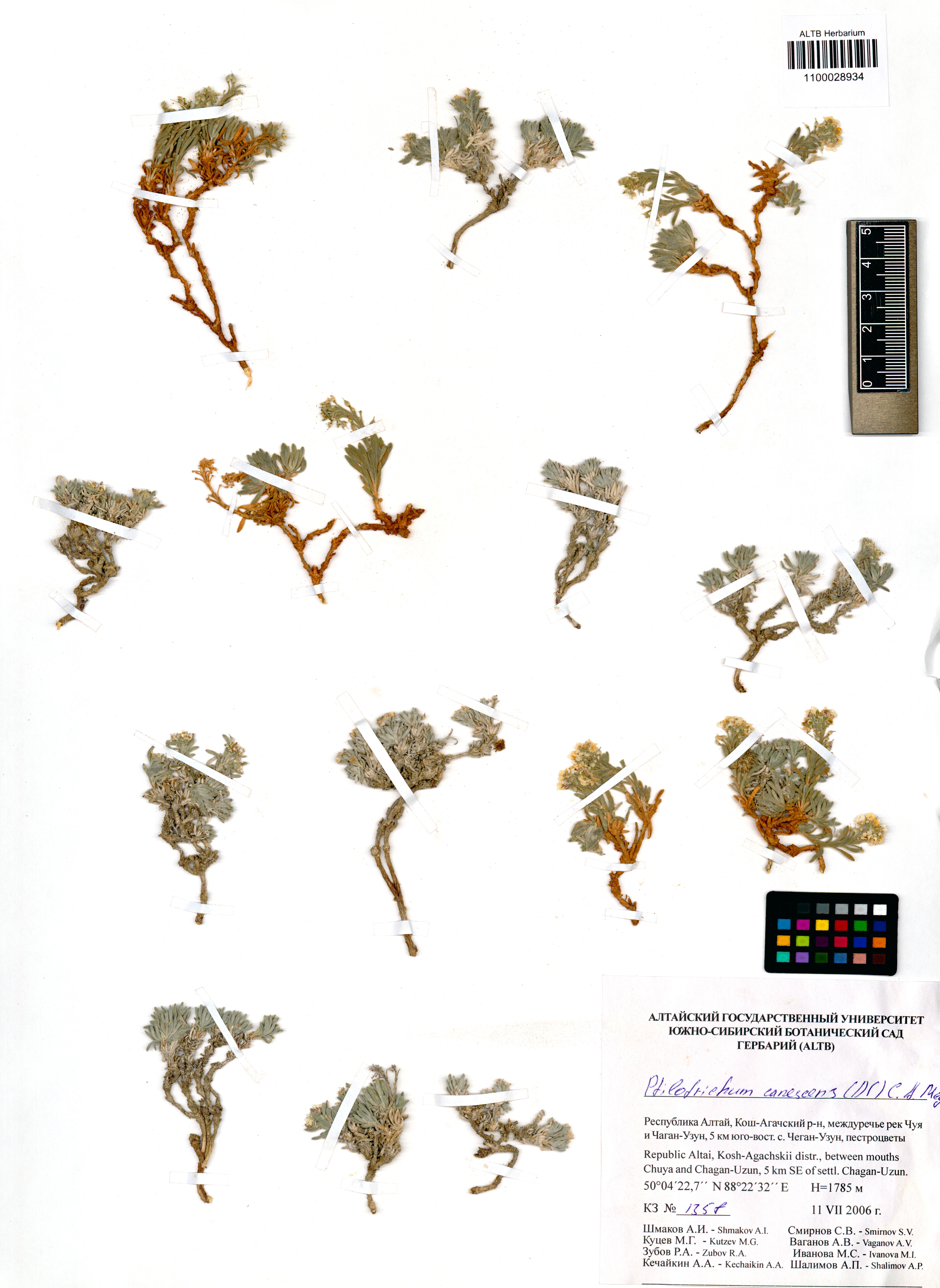 Ptilotrichum canescens (DC.) C.A.Mey.