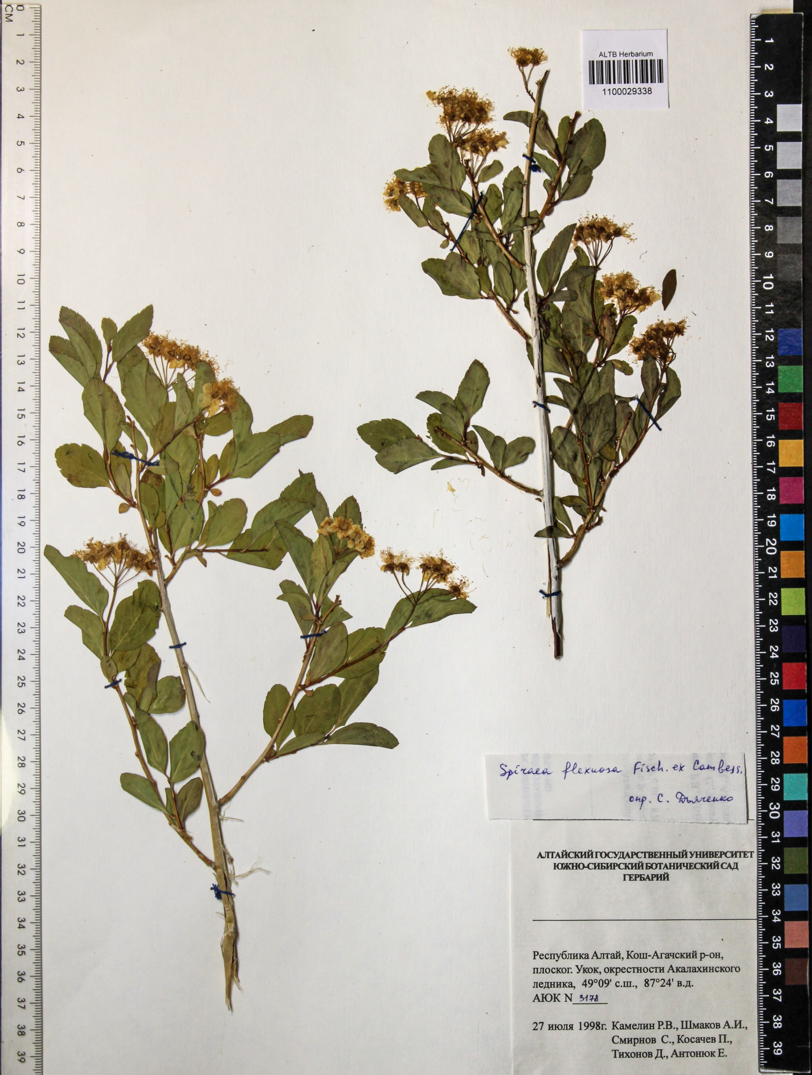 Spiraea flexuosa Fisch. ex Cambess