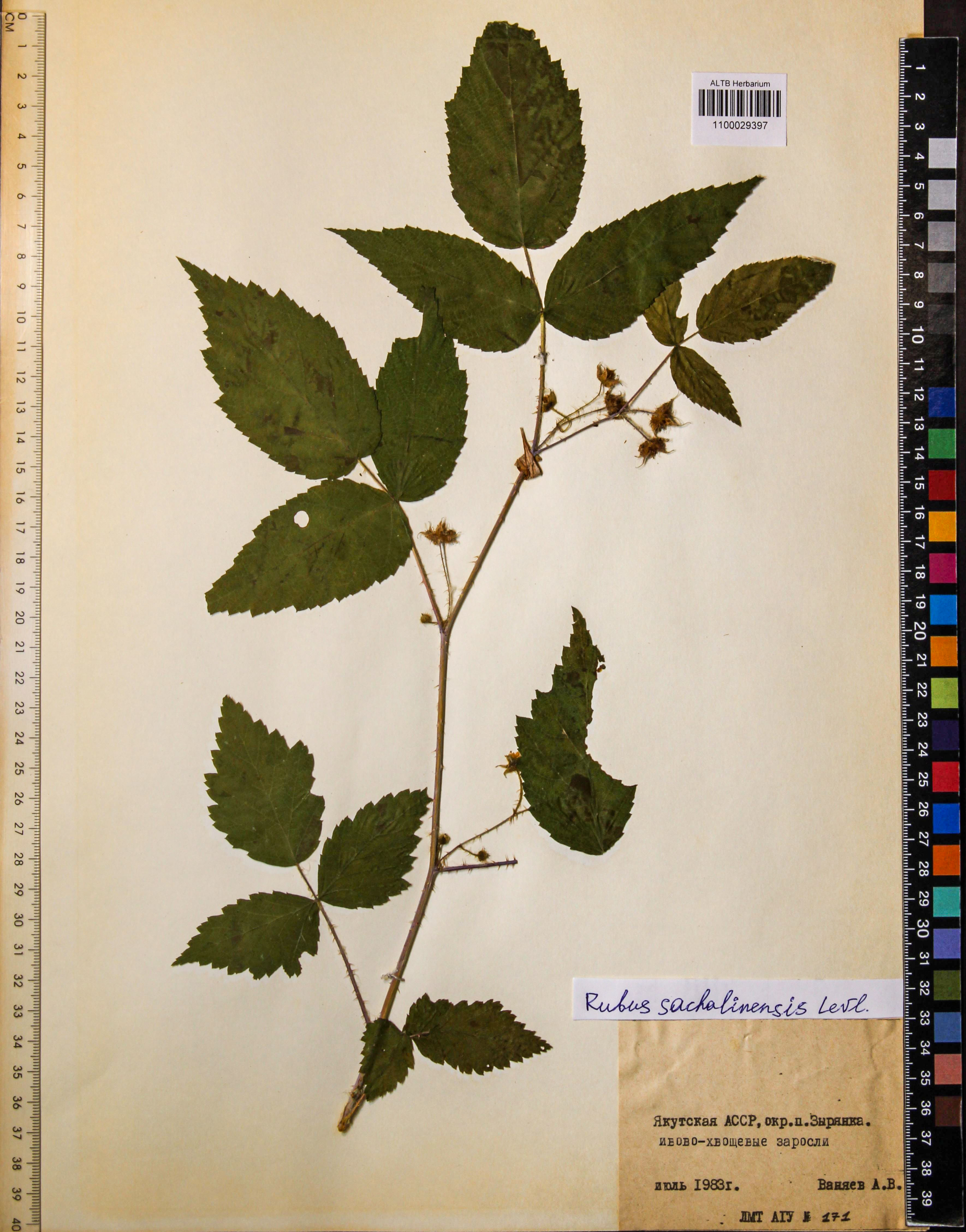 Rubus sachalinensis Levl.