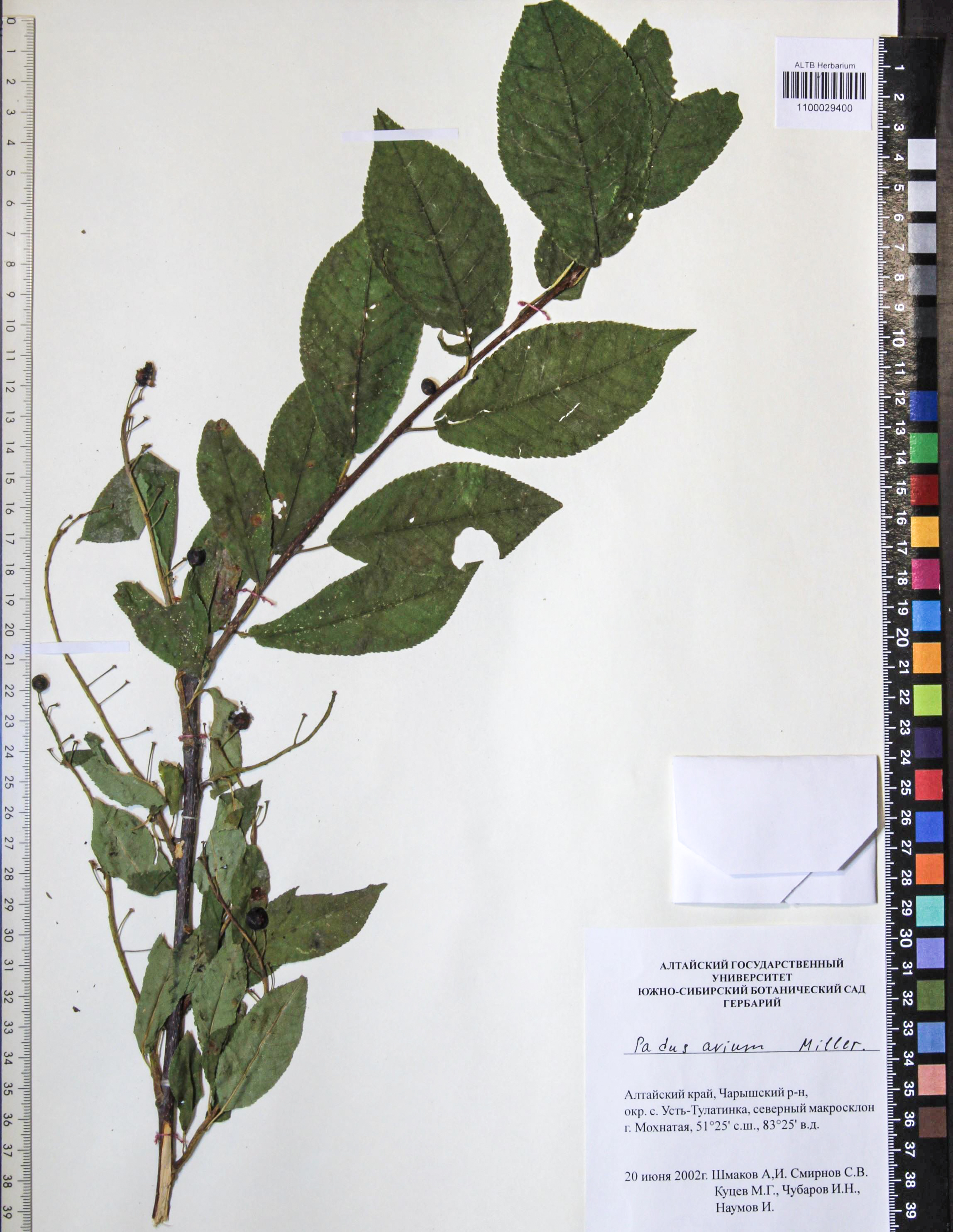 Prunus padus L.