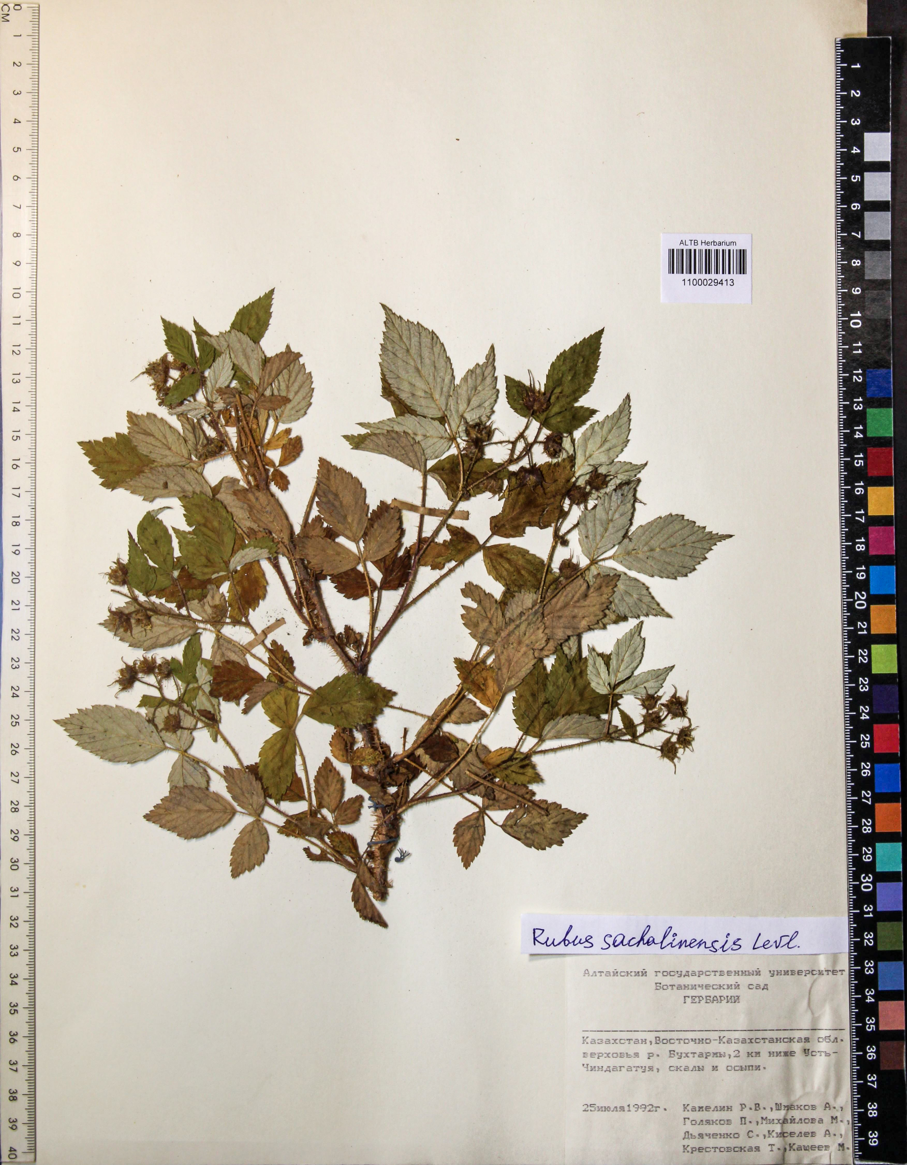 Rubus sachalinensis Levl.