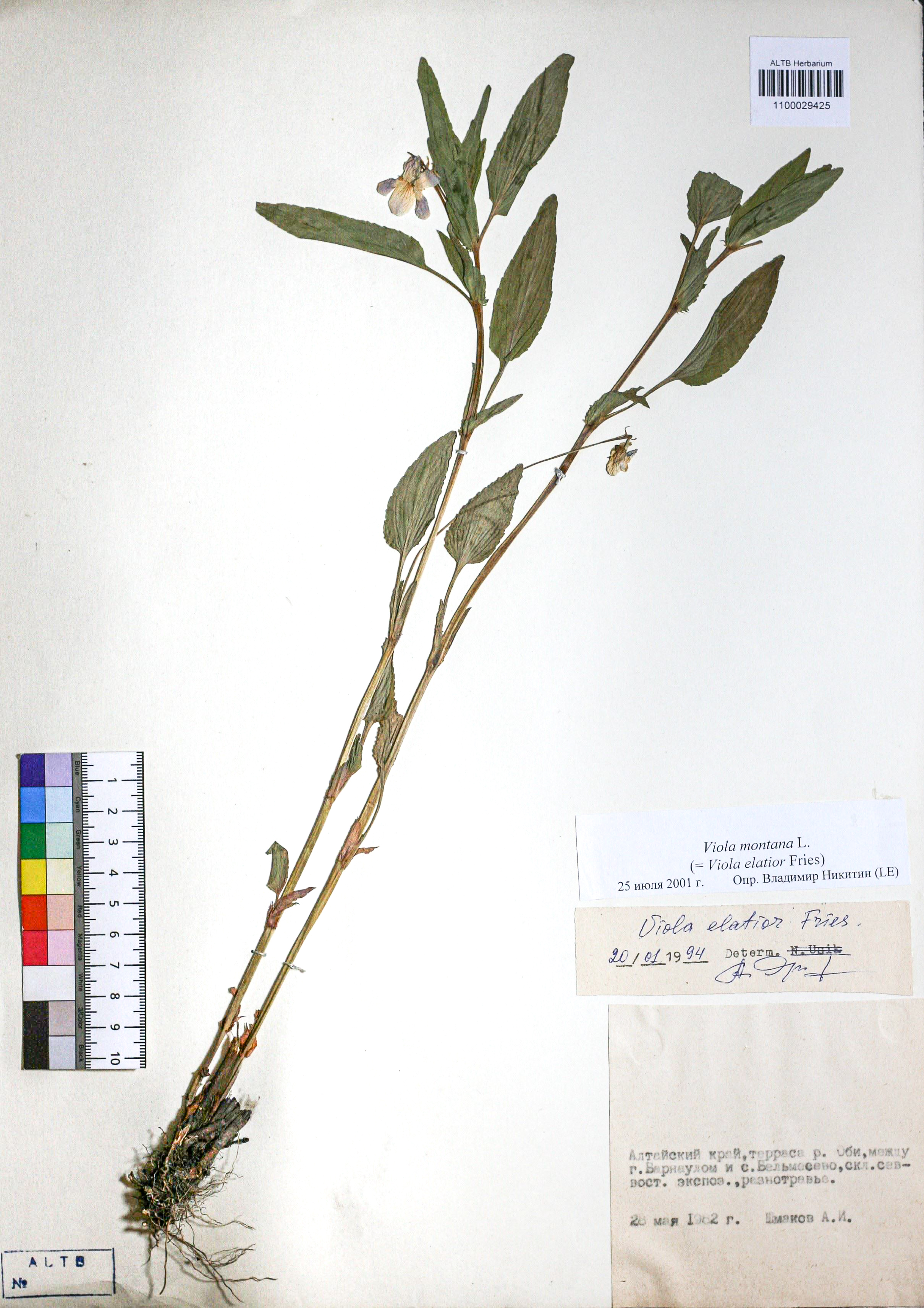 Viola montana L.