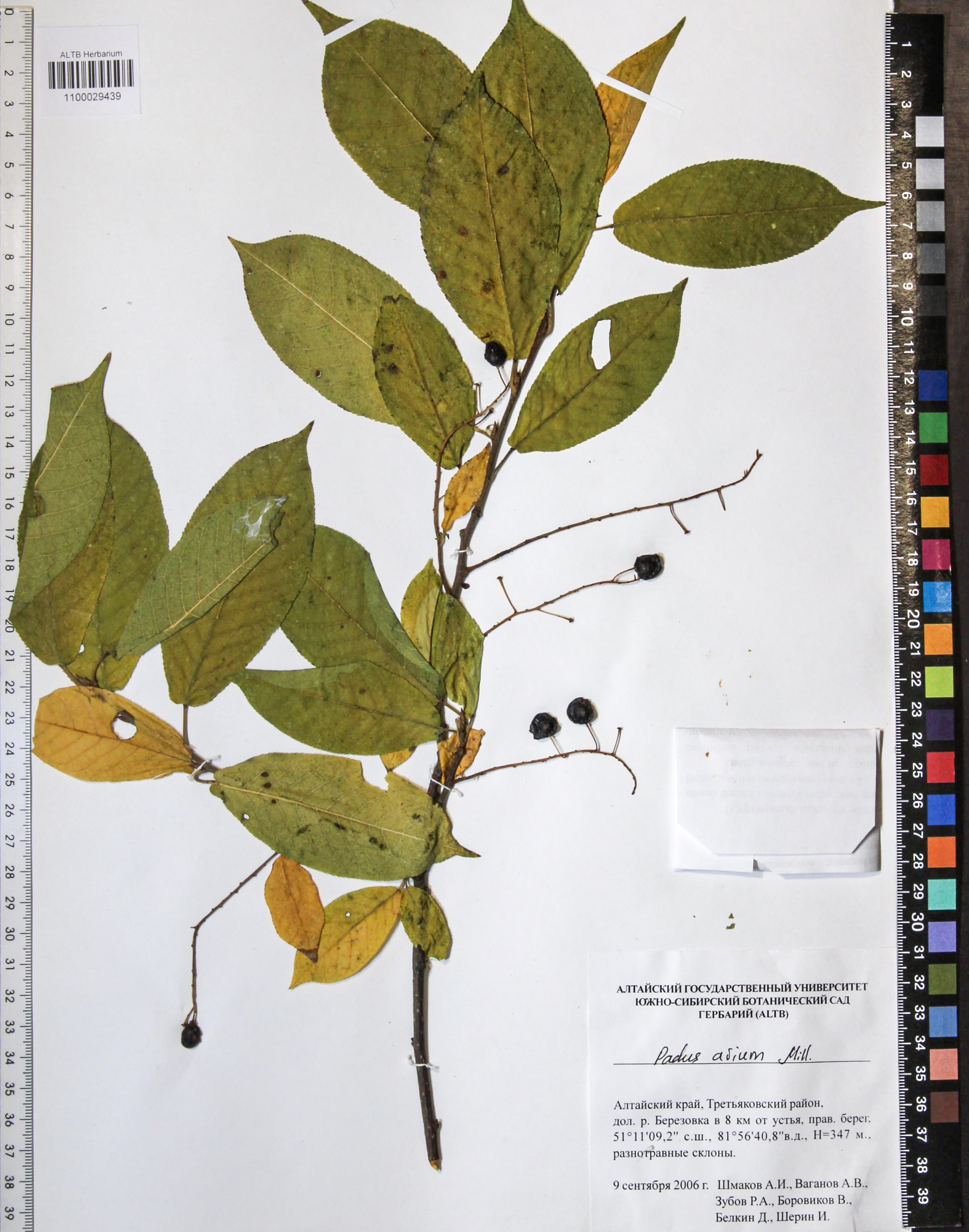 Prunus padus L.