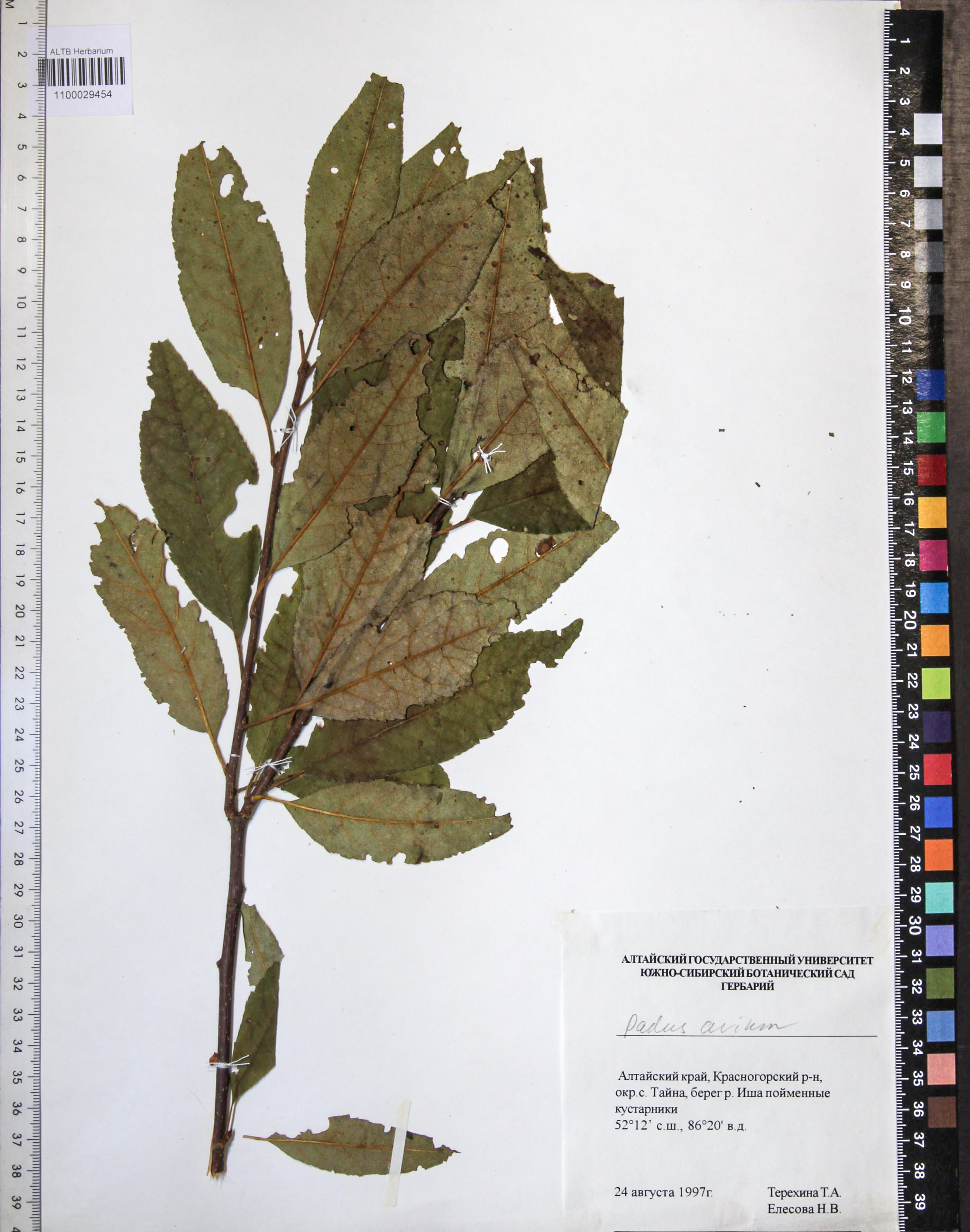 Prunus padus L.