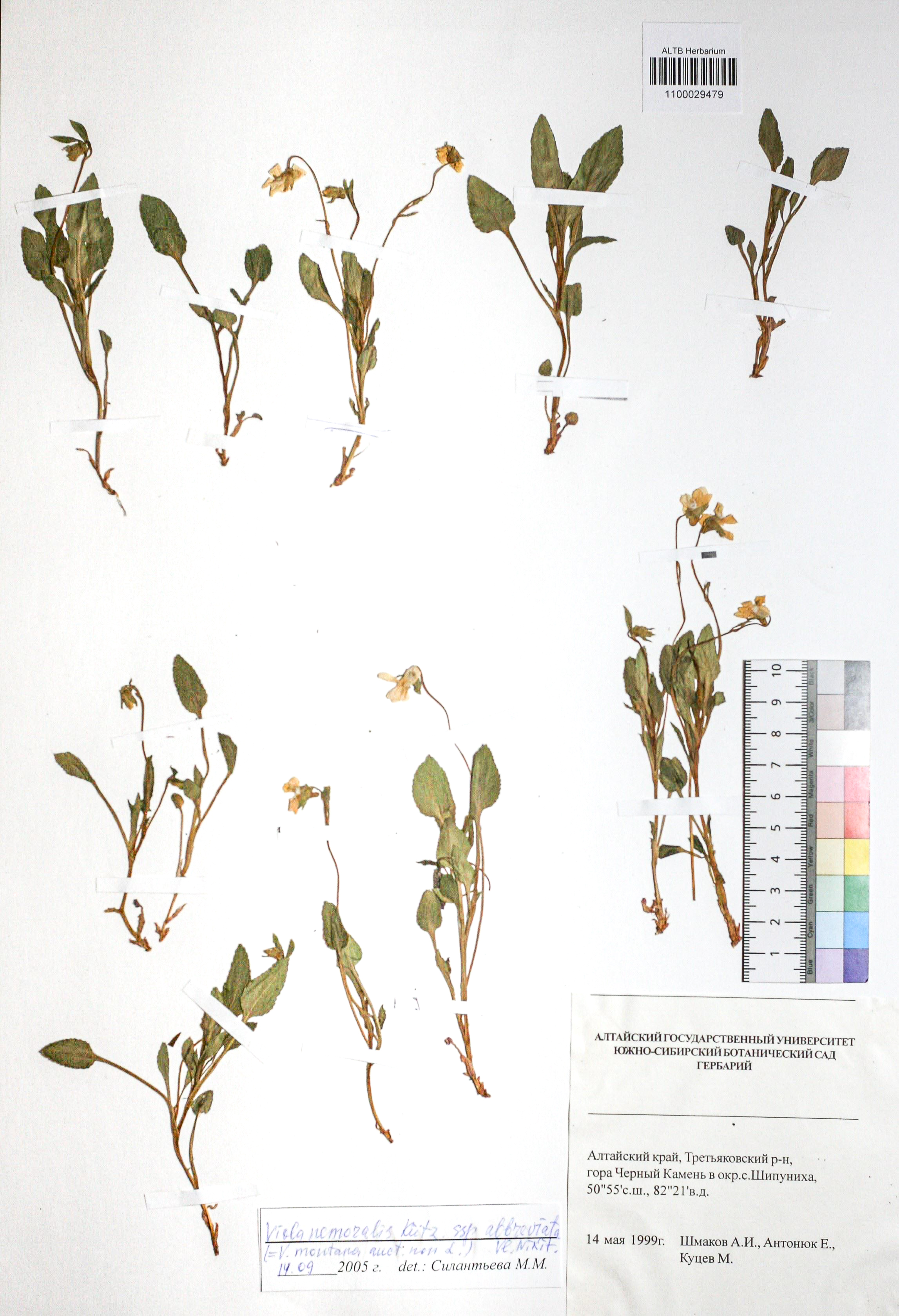 Viola nemoralis subsp. abbreviata (Vl.V.Nikitin) Vl.V.Nikitin