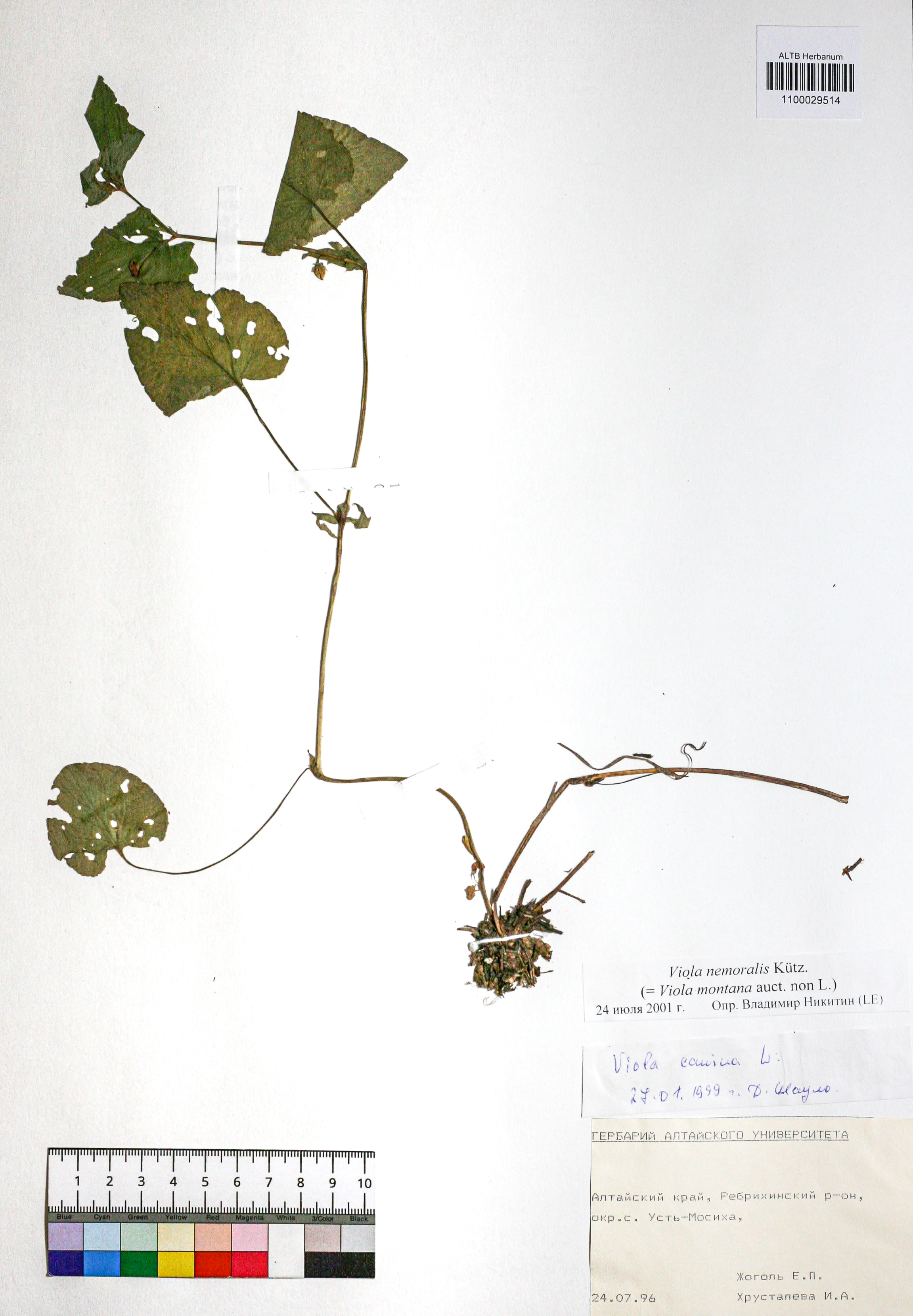 Viola nemoralis Kuetz.