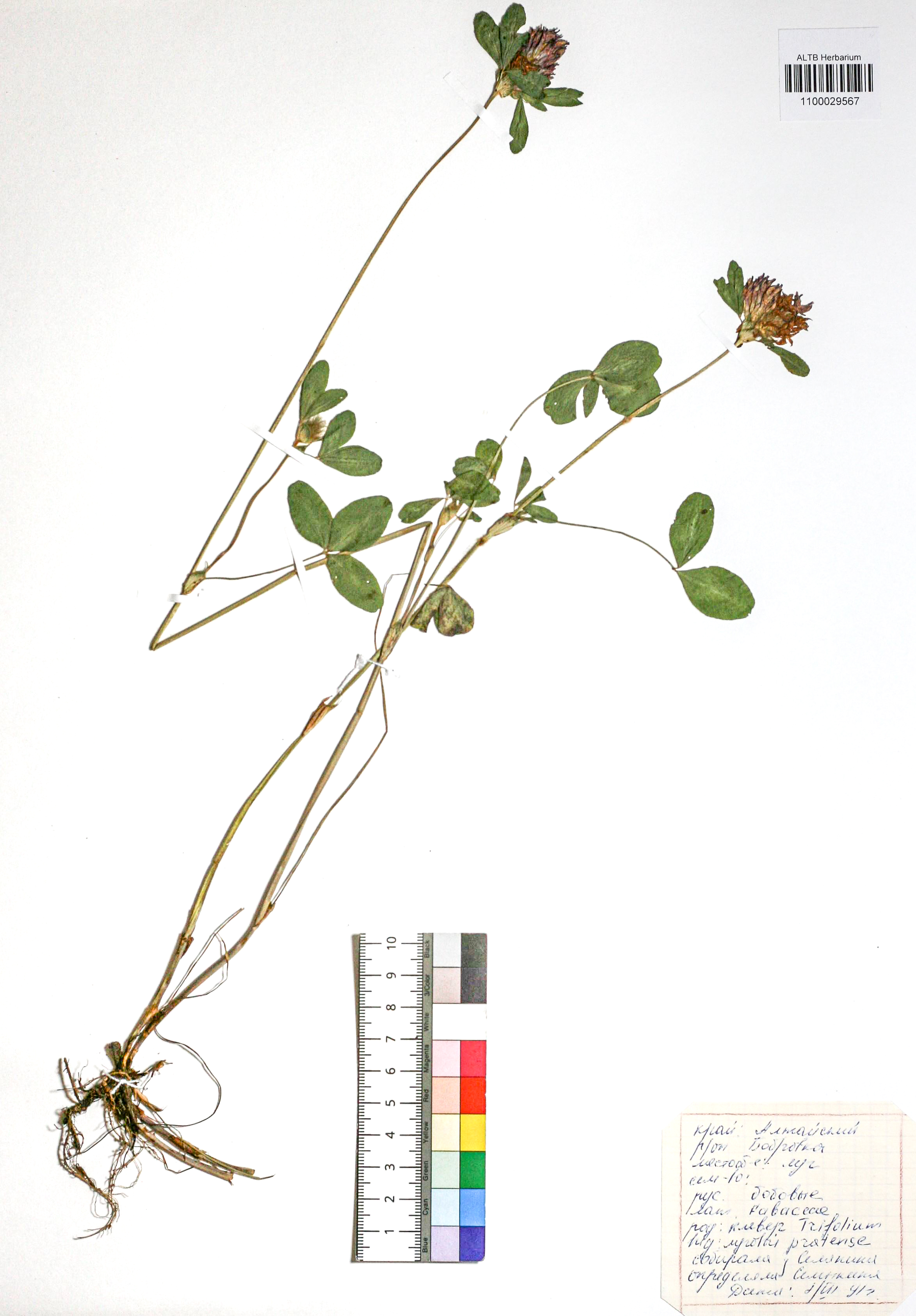 Trifolium pratense L.