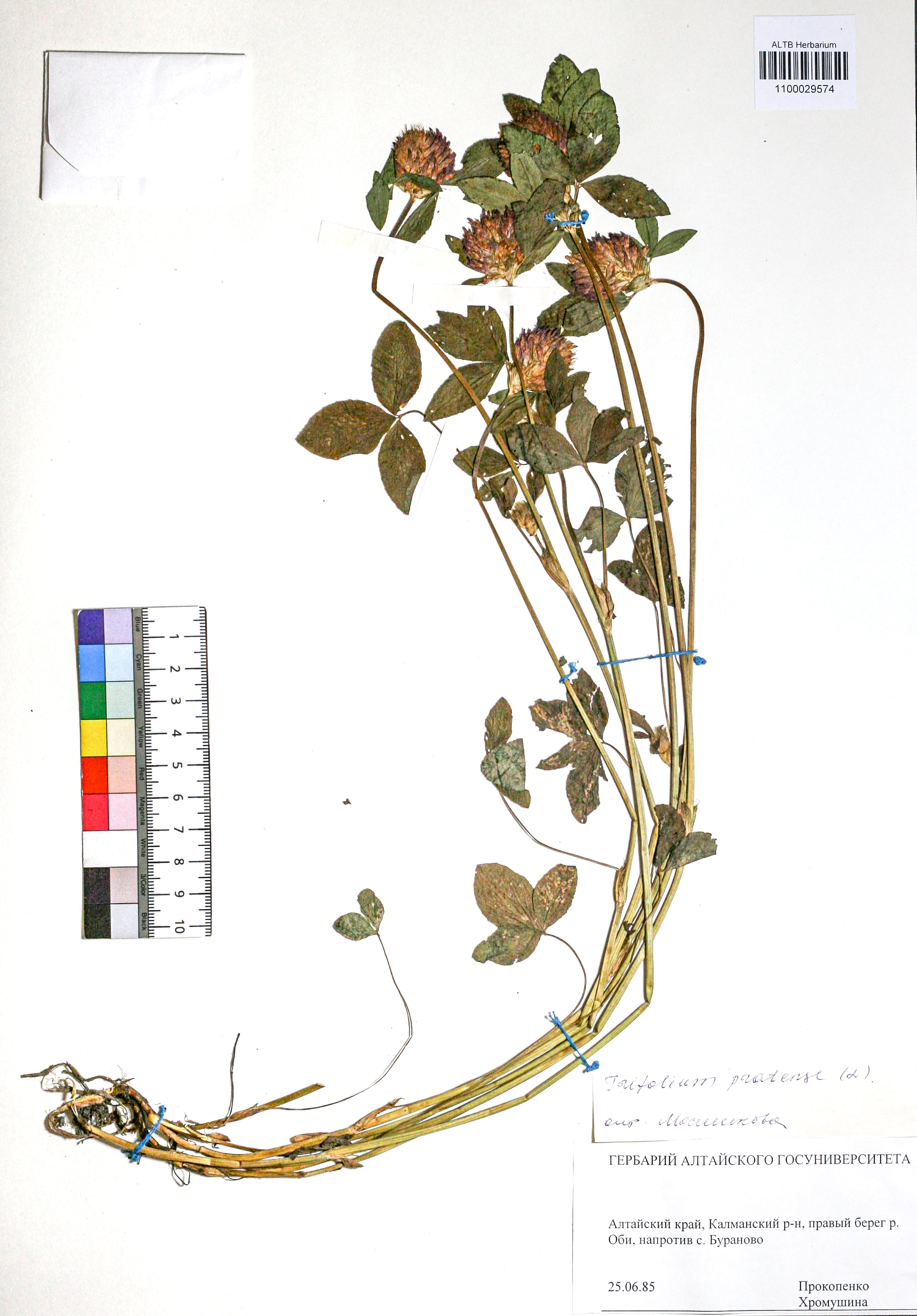 Trifolium pratense L.