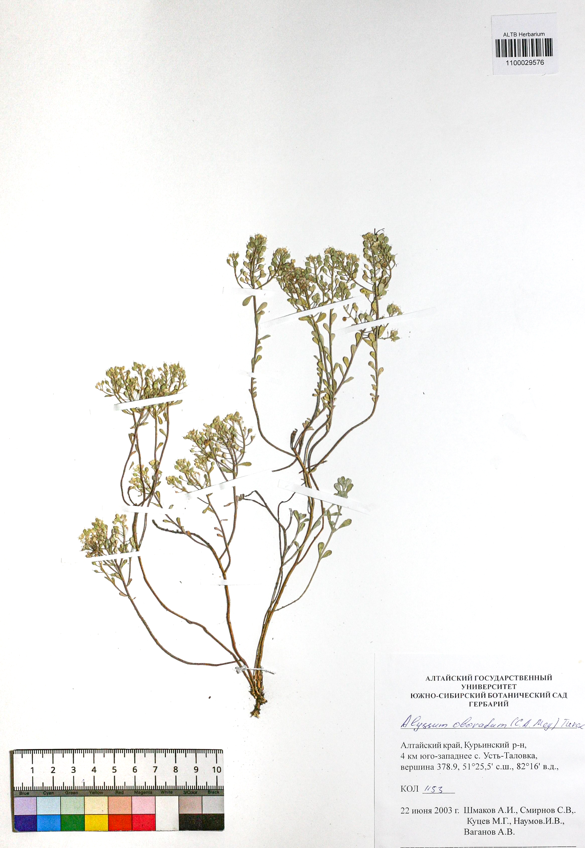 Alyssum obovatum (C.A.Mey.) Turcz.