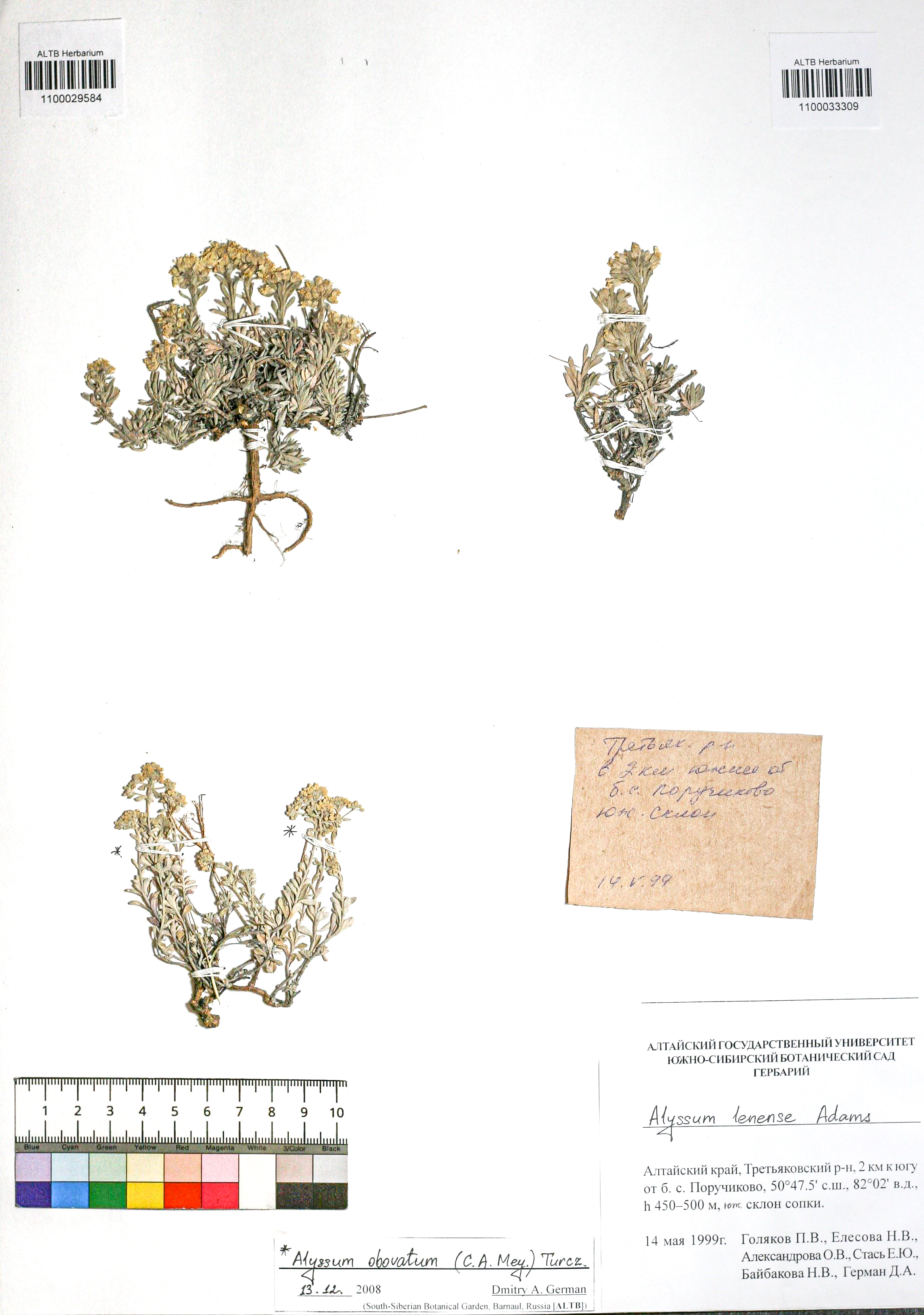 Alyssum obovatum (C.A.Mey.) Turcz.
