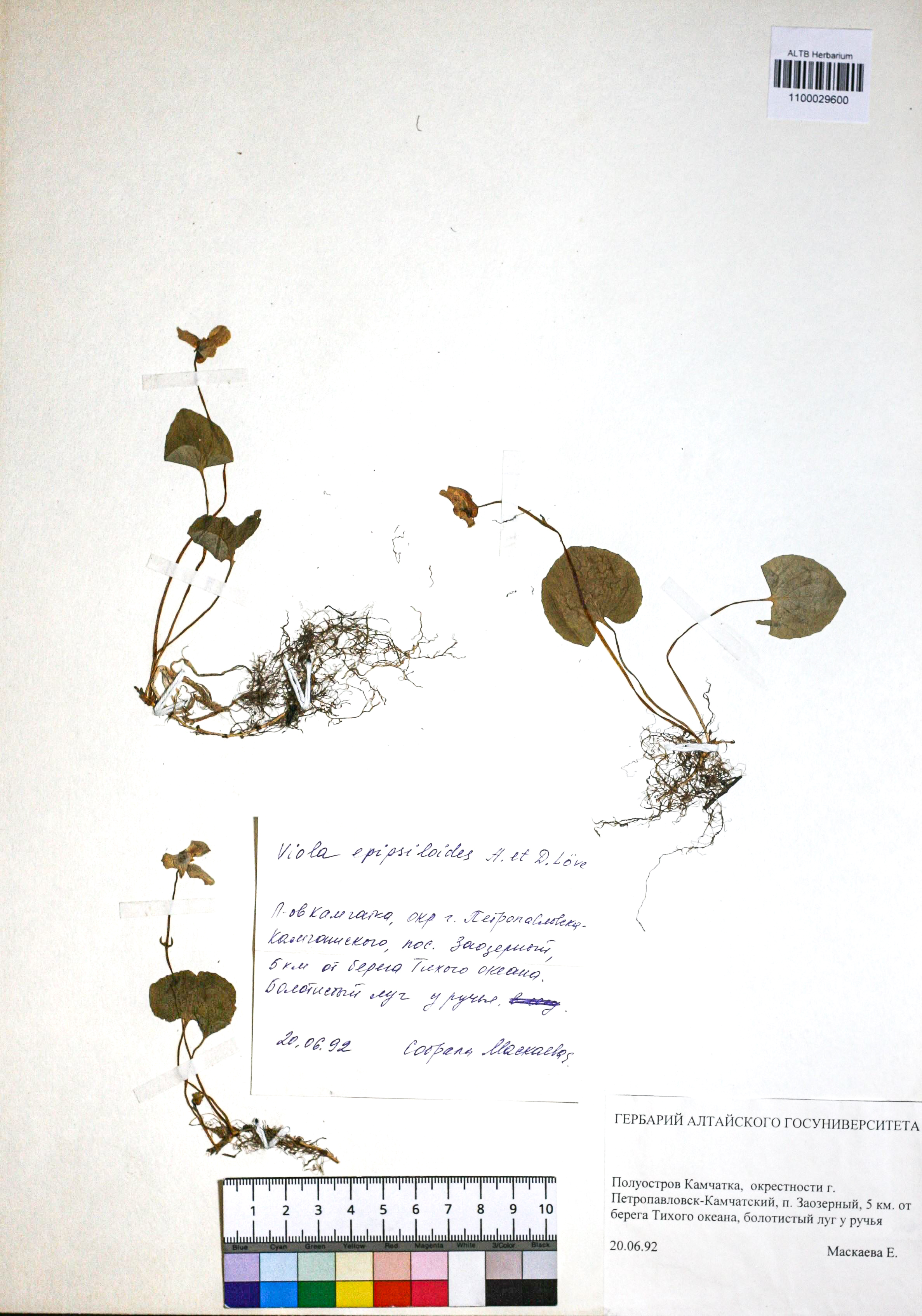 Viola epipsiloides Á.Löve & D.Löve