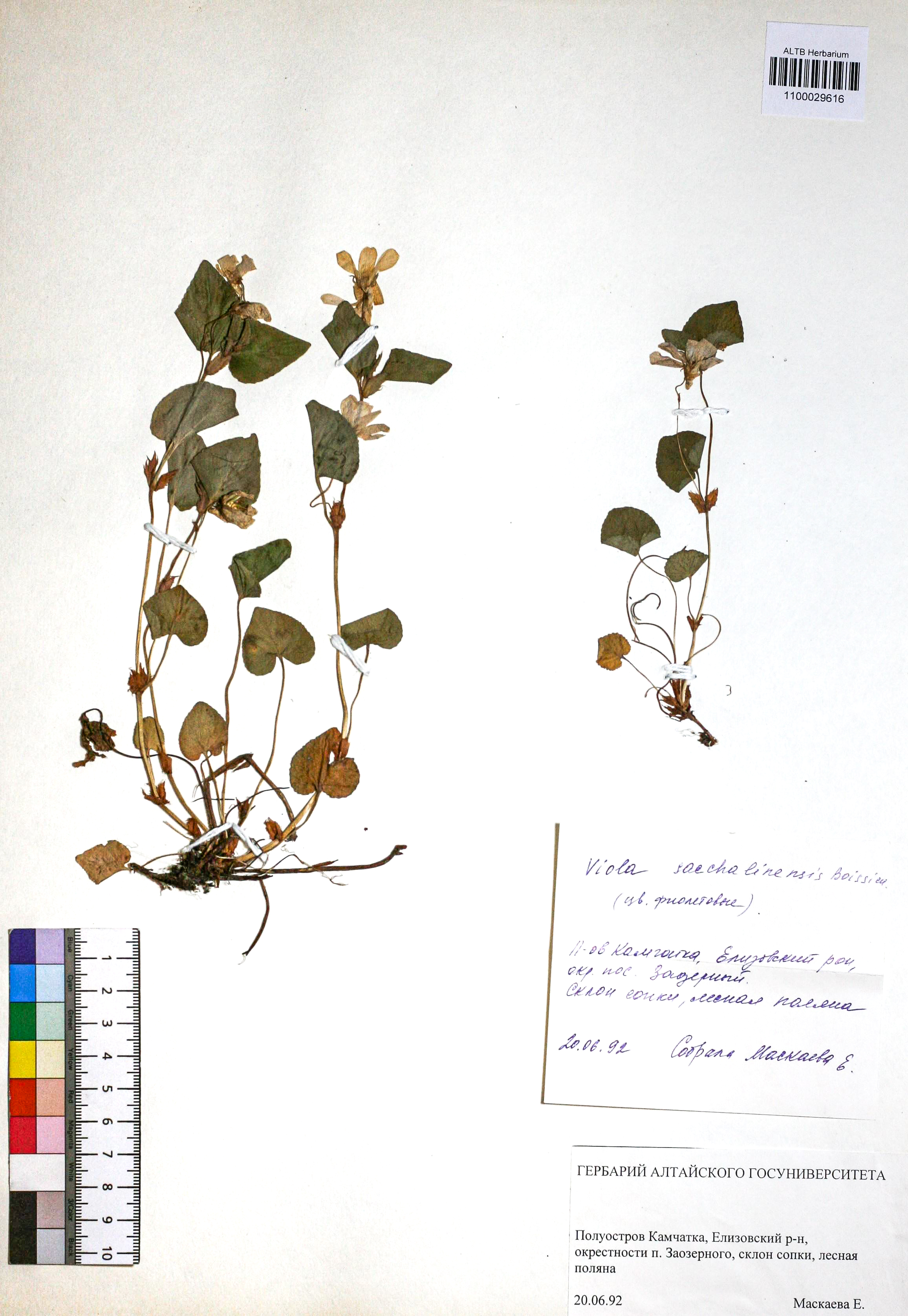 Viola sacchalinensis H.Boissieu