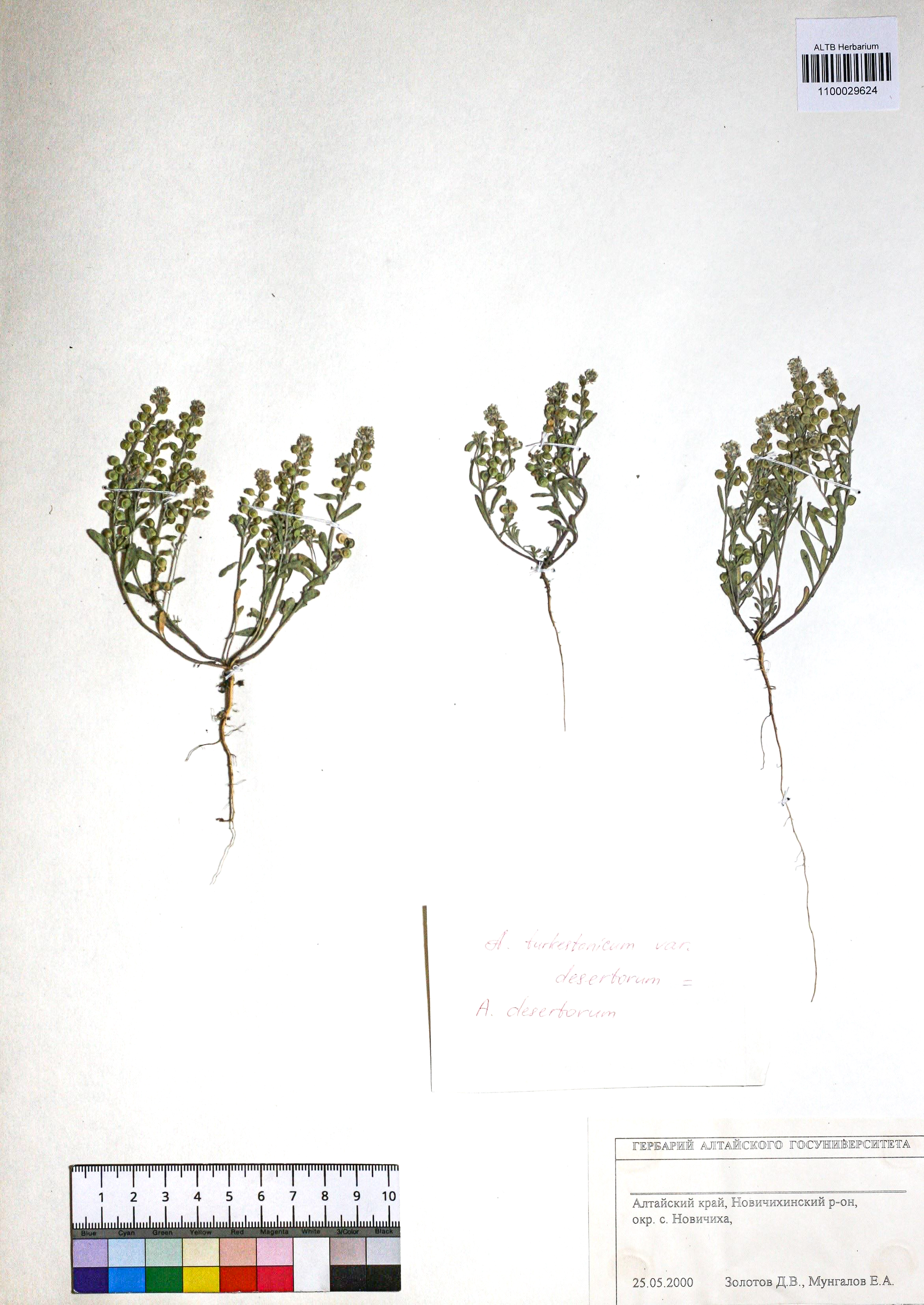 Alyssum turkestanicum Regel & Schmalh.
