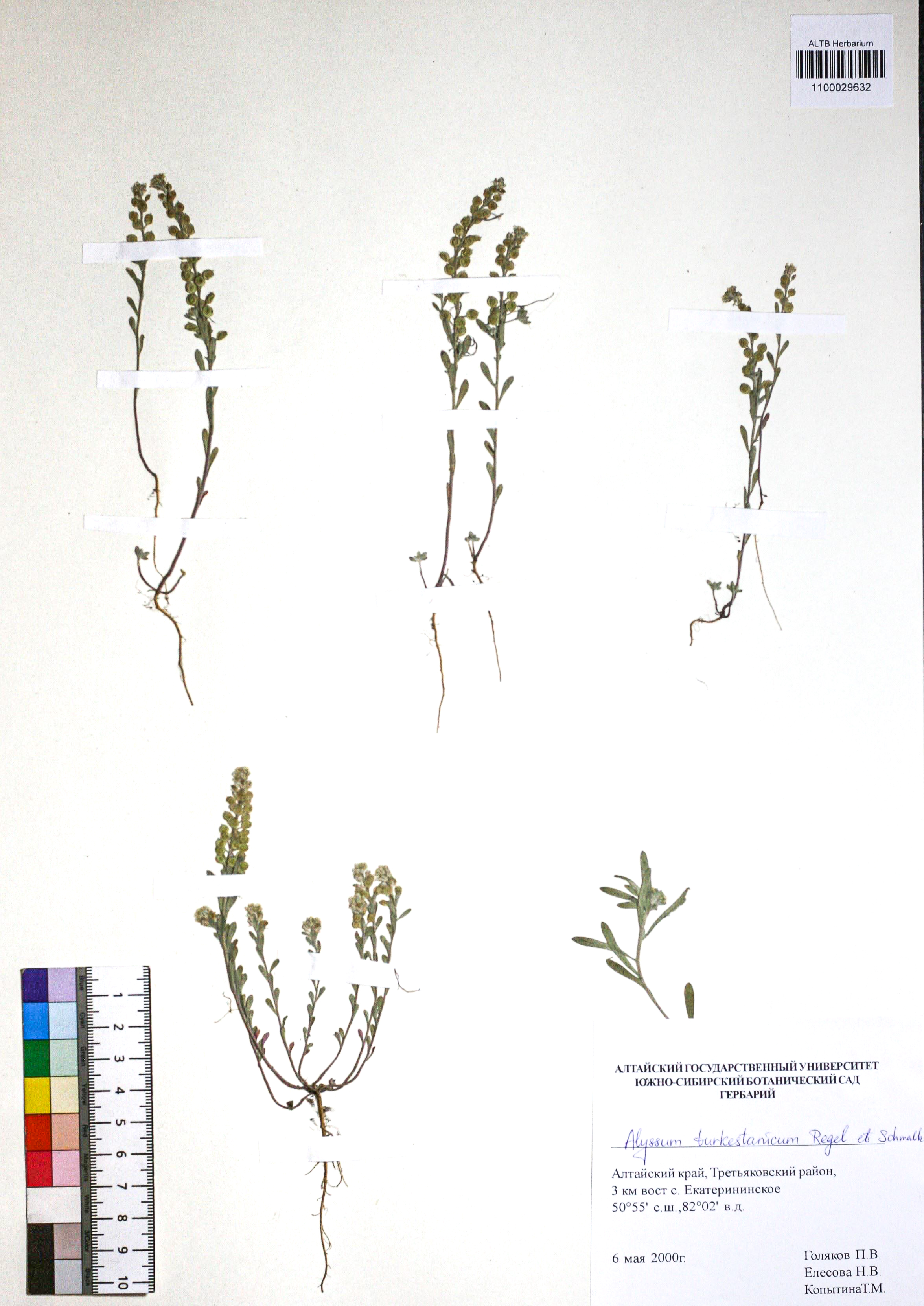 Alyssum turkestanicum Regel & Schmalh.