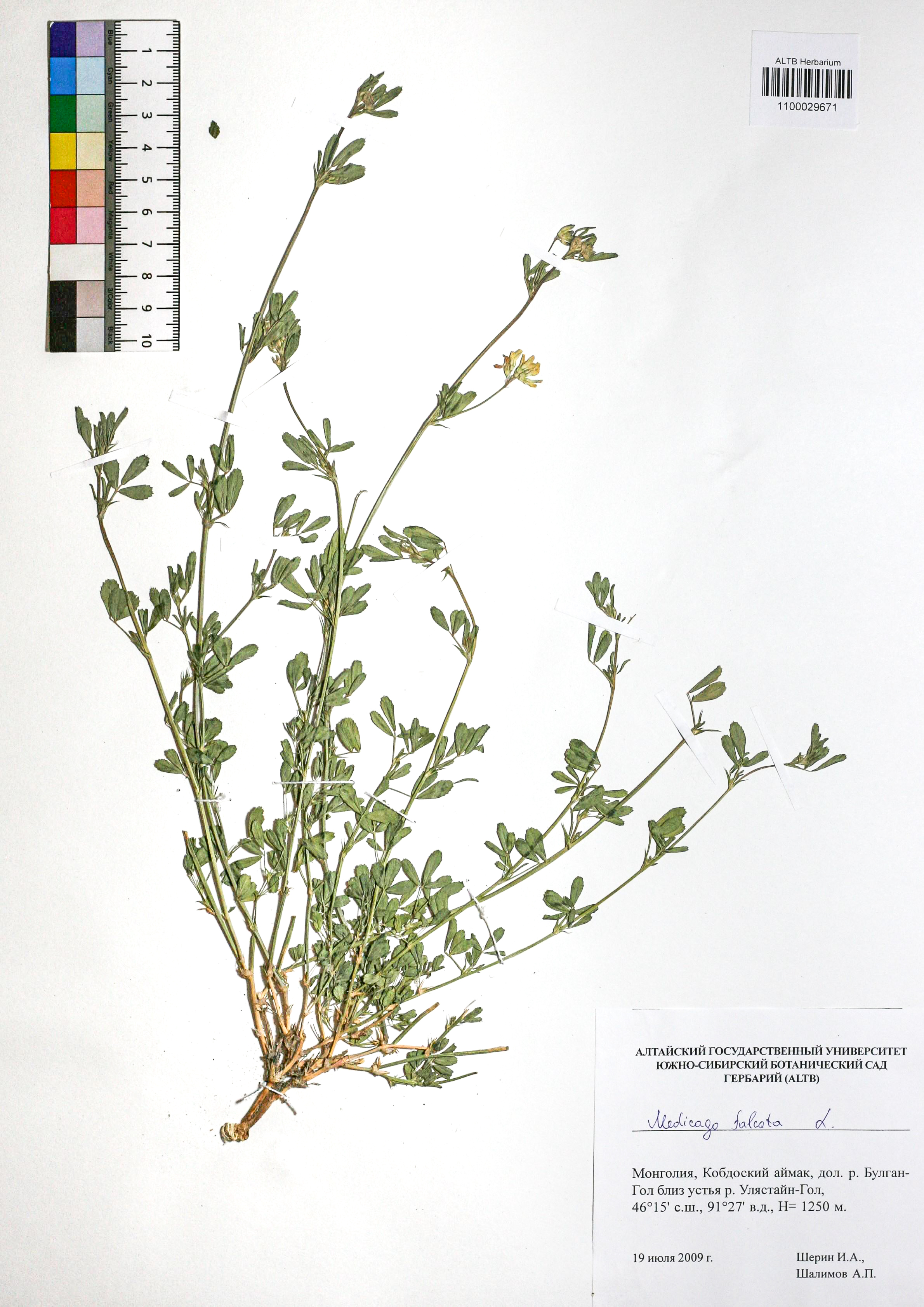 Medicago falcata L.