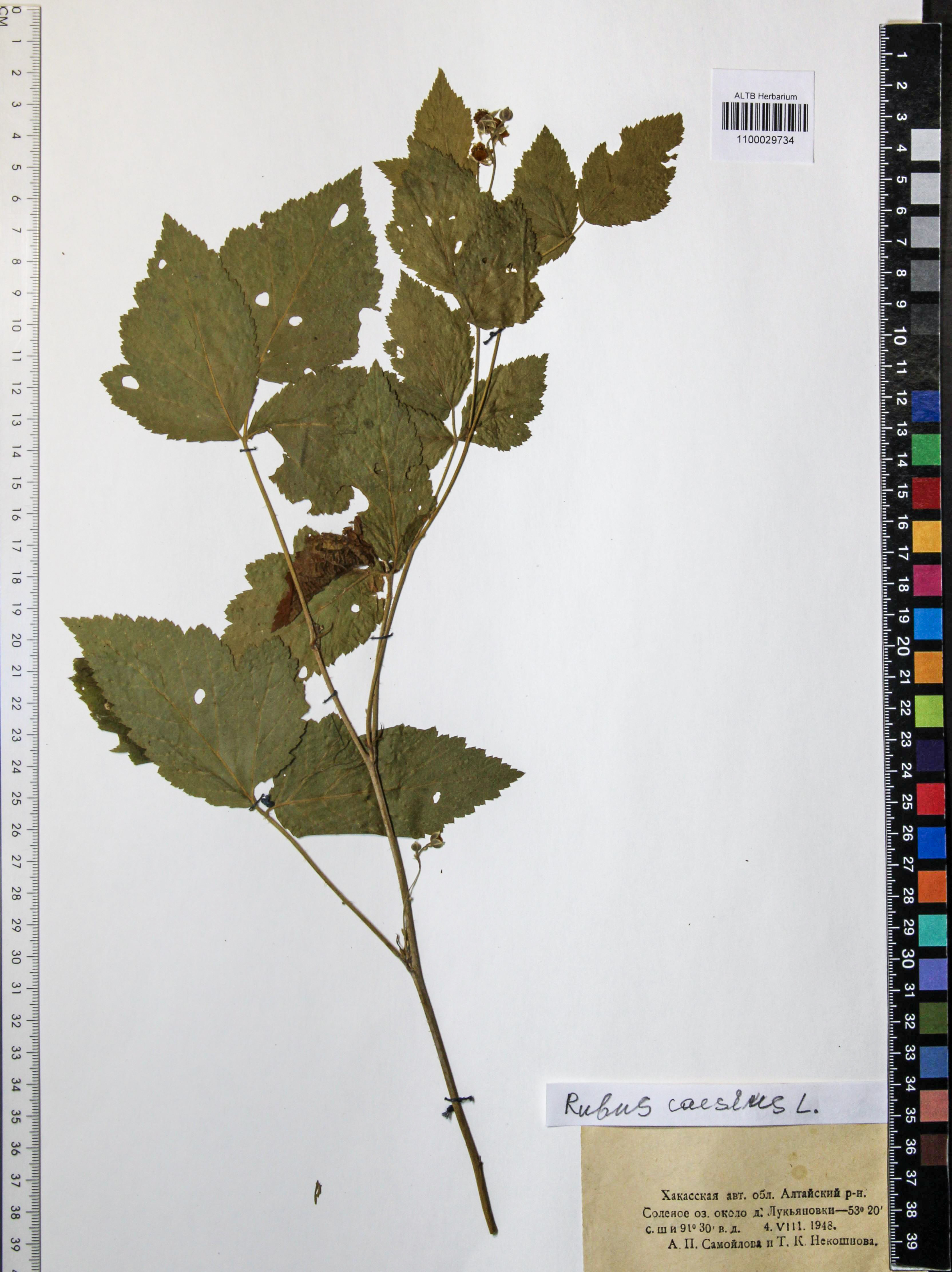 Rubus caesius L.