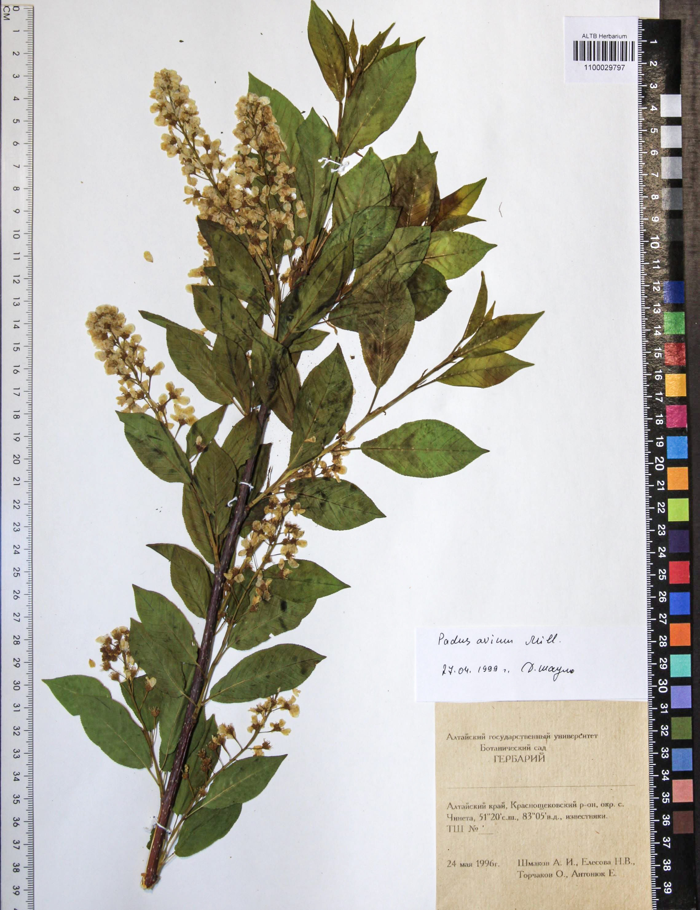 Prunus padus L.