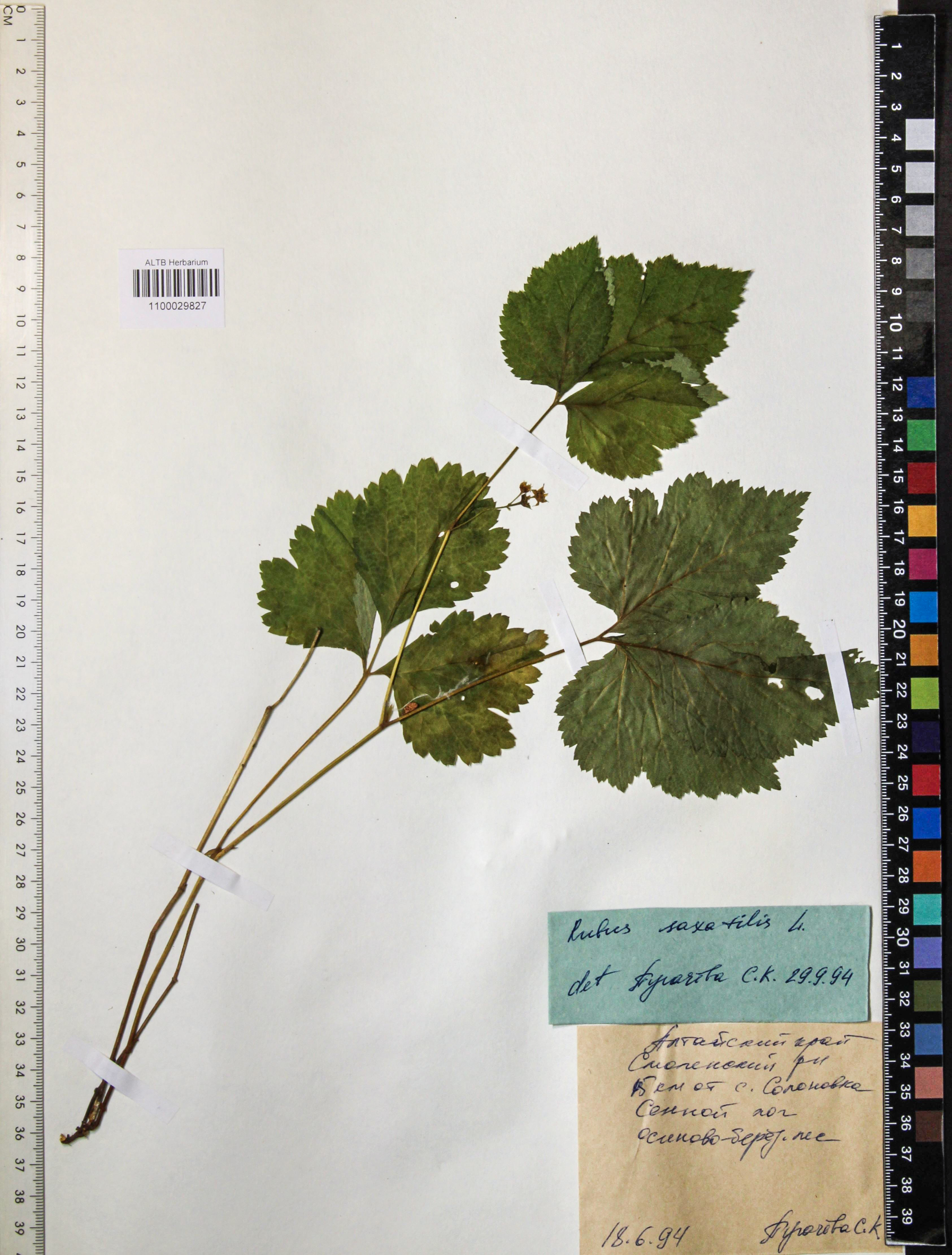 Rubus saxatilis L.
