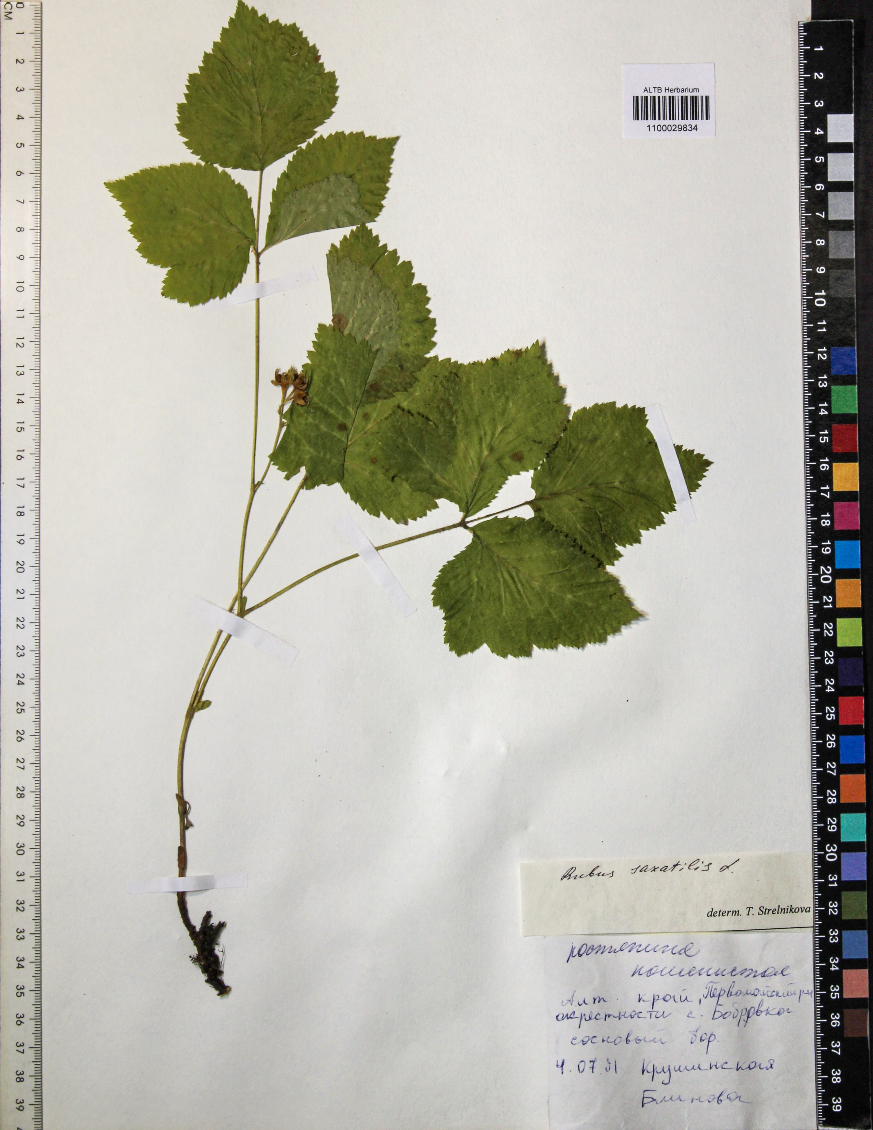 Rubus saxatilis L.