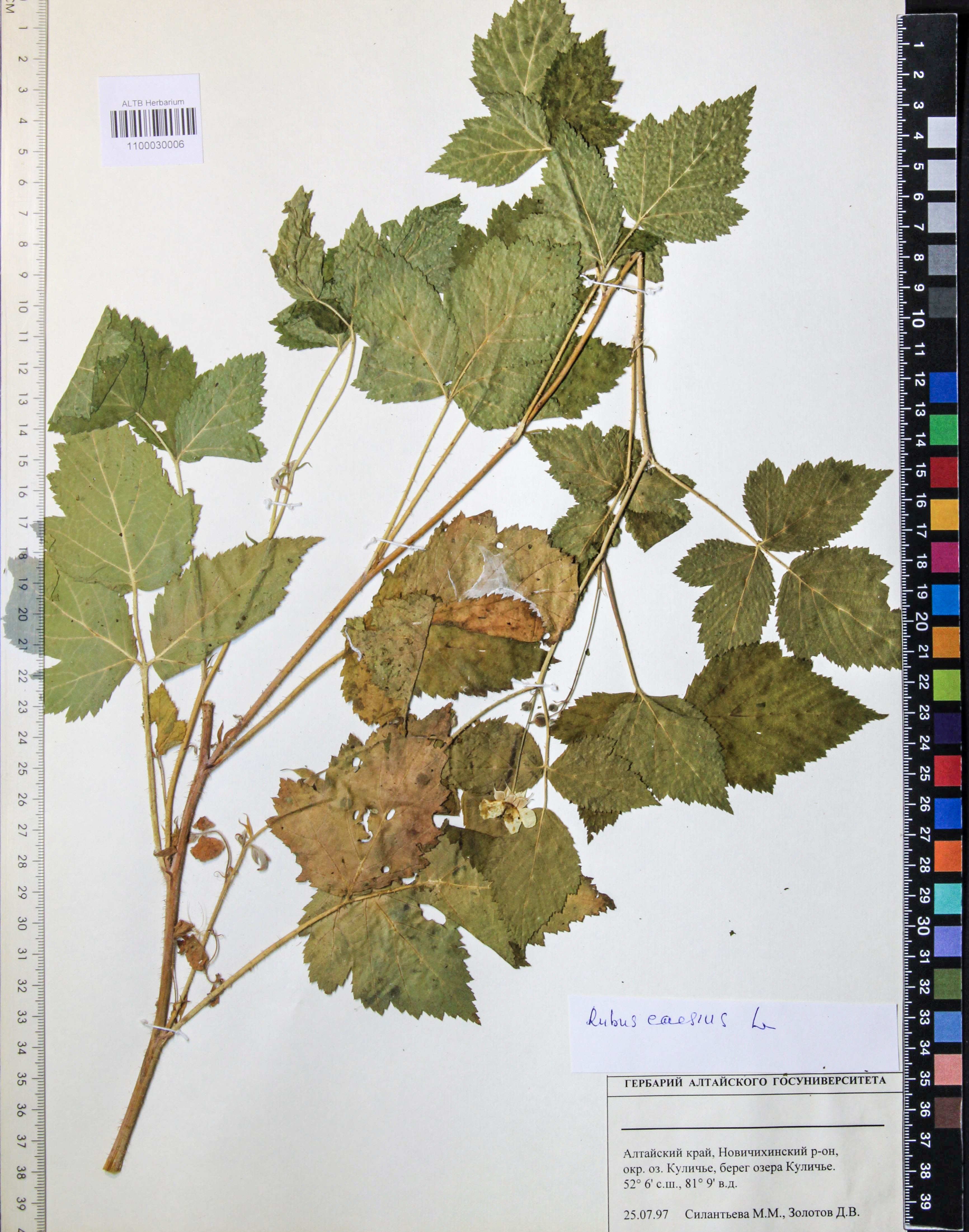 Rubus caesius L.