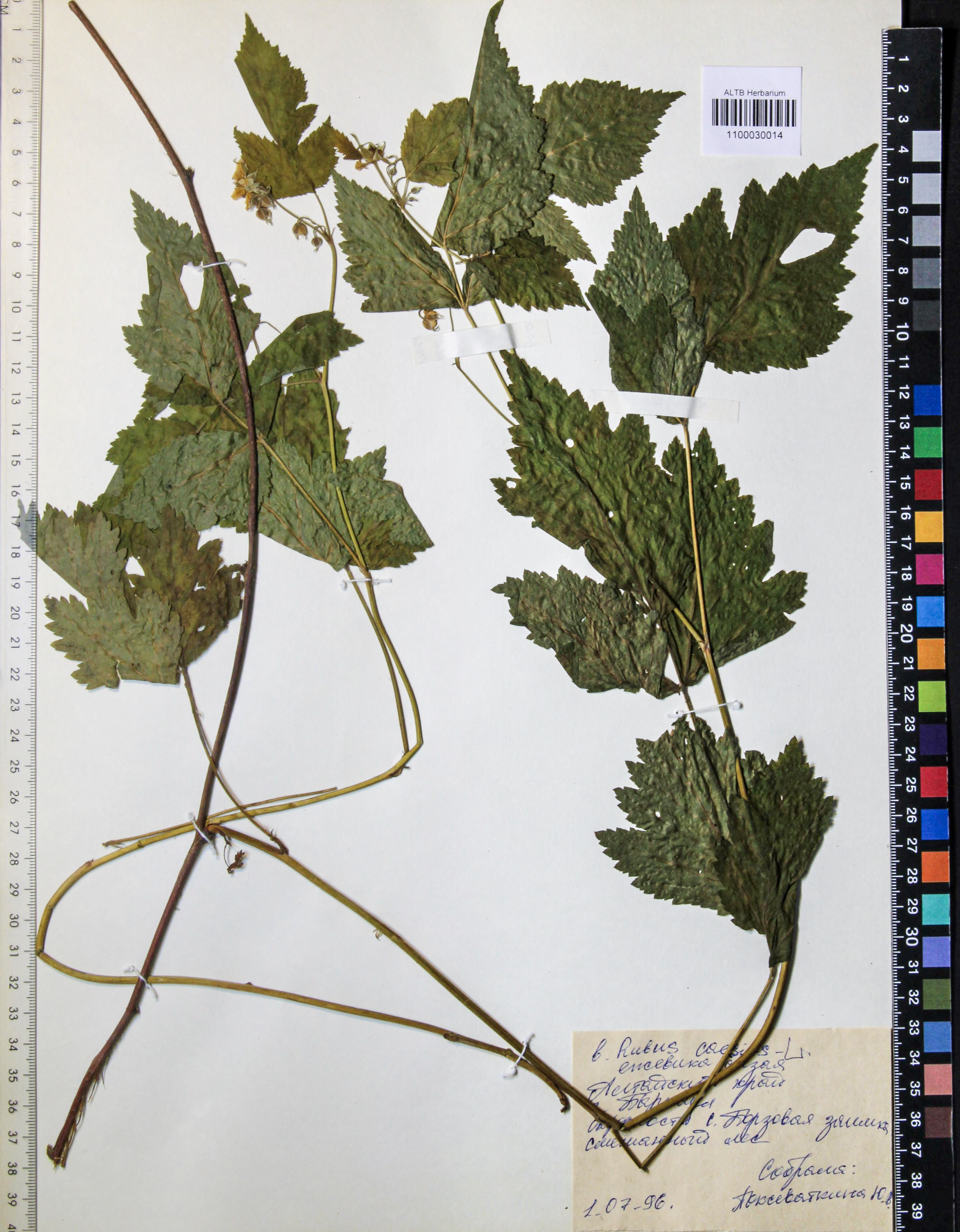 Rubus caesius L.