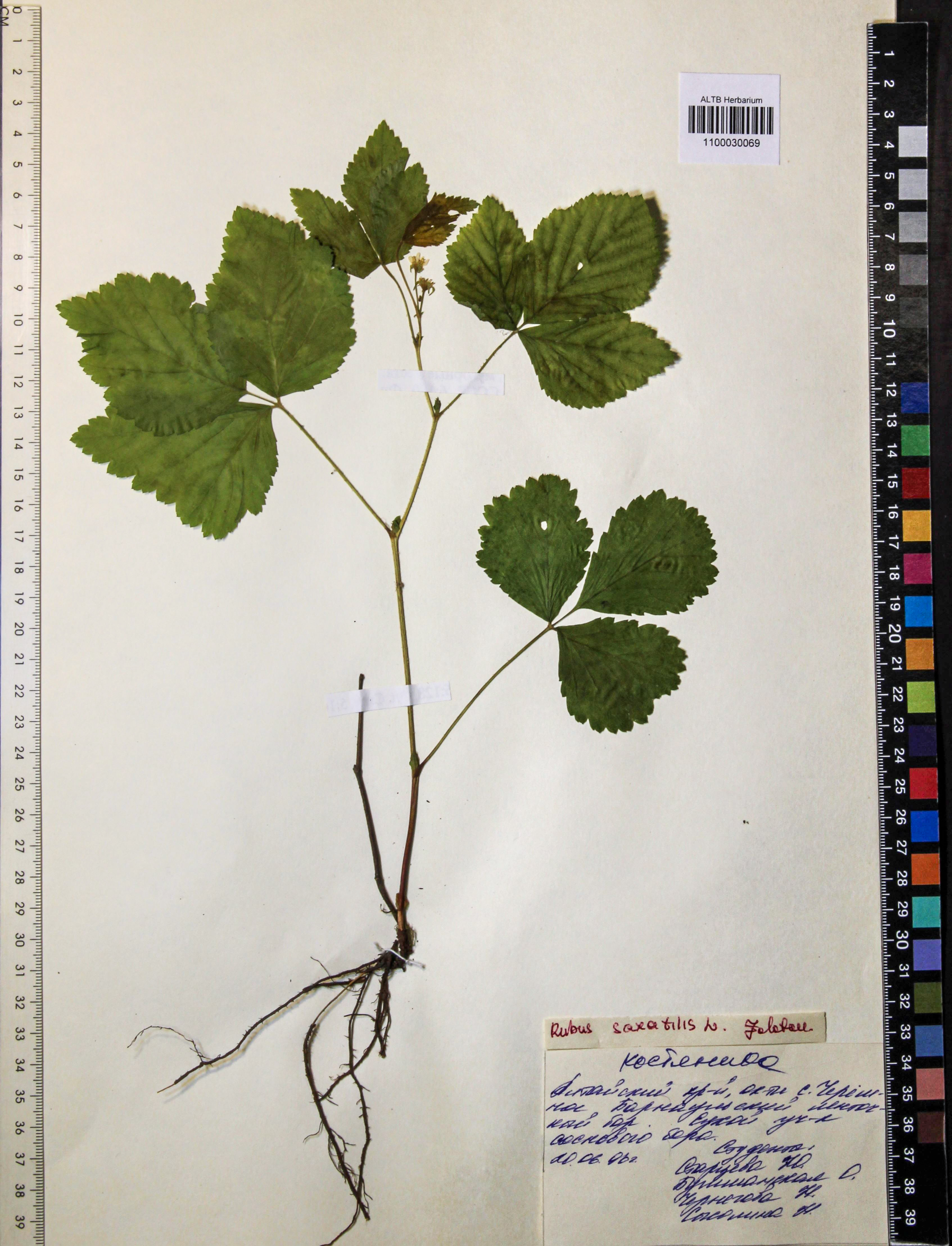 Rubus saxatilis L.