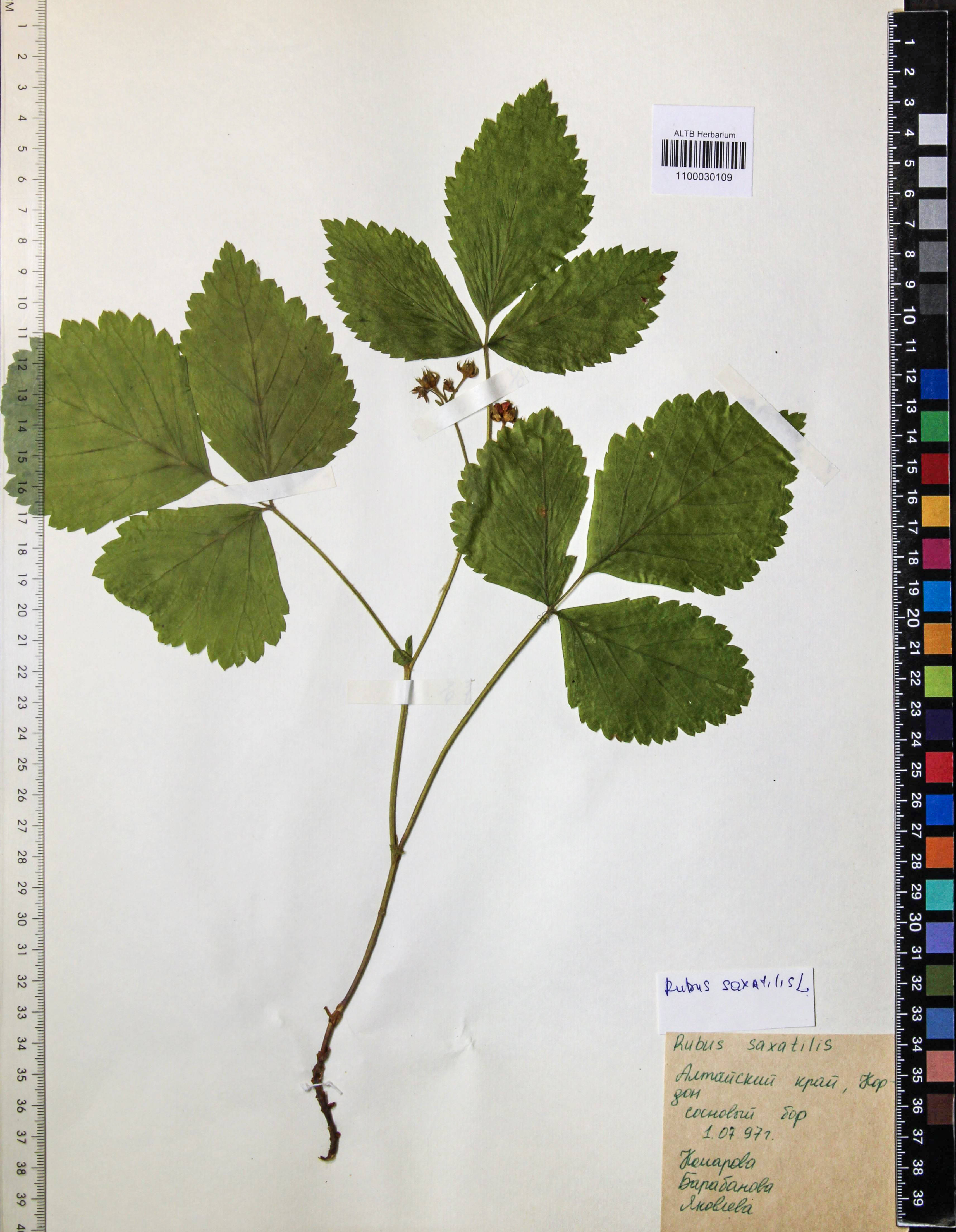 Rubus saxatilis L.