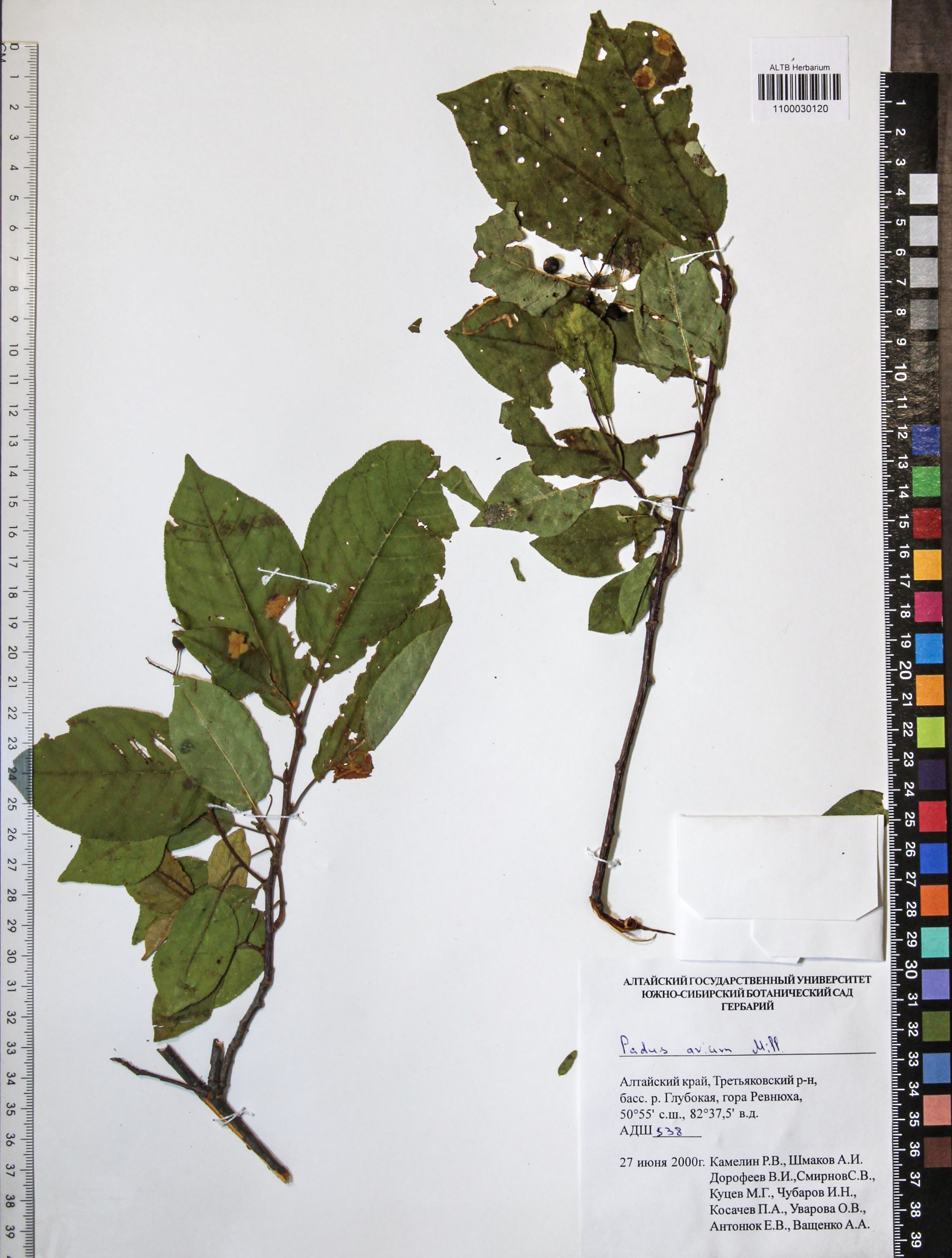 Prunus padus L.