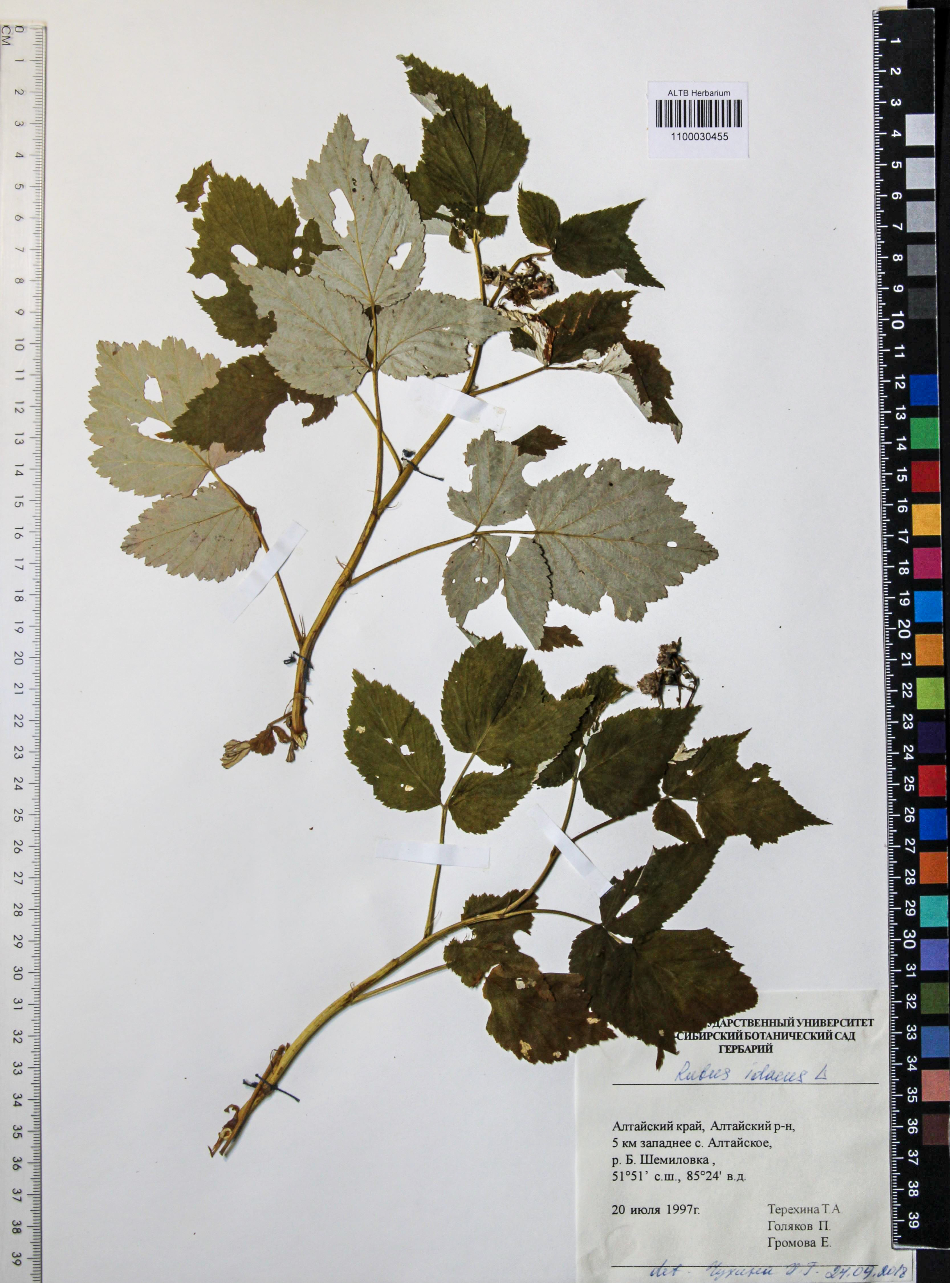 Rubus idaeus L.