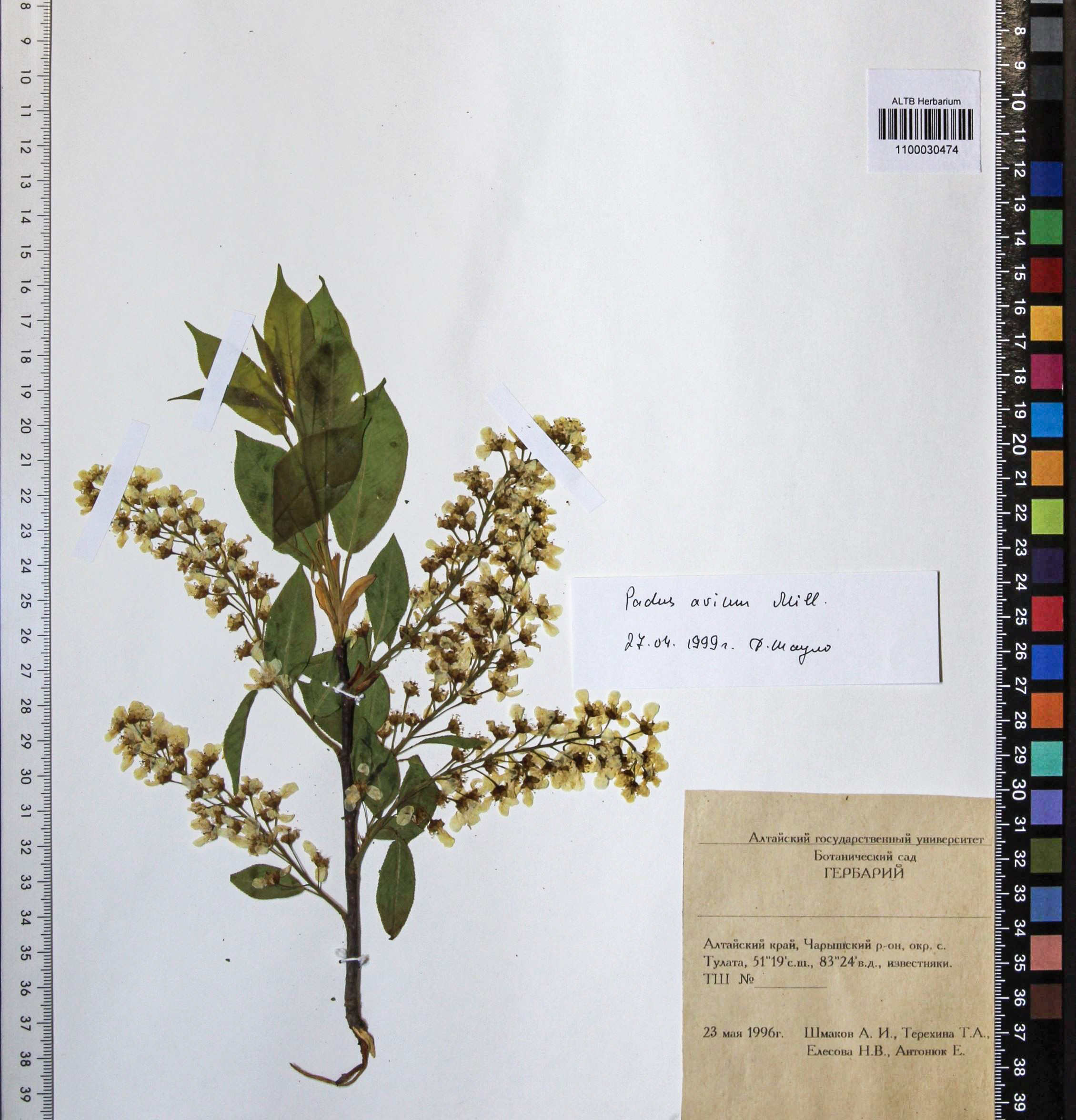 Prunus padus L.