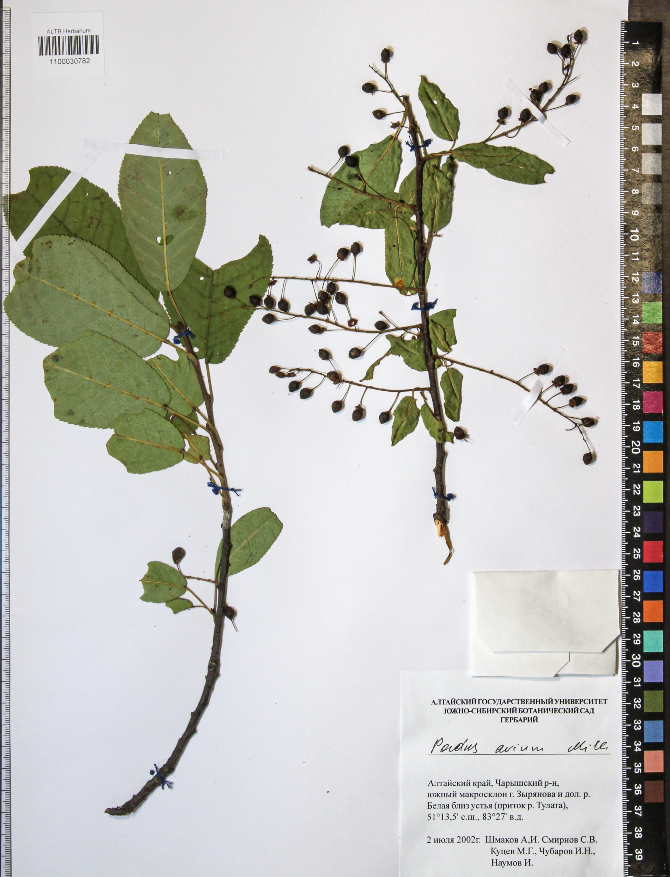 Prunus padus L.