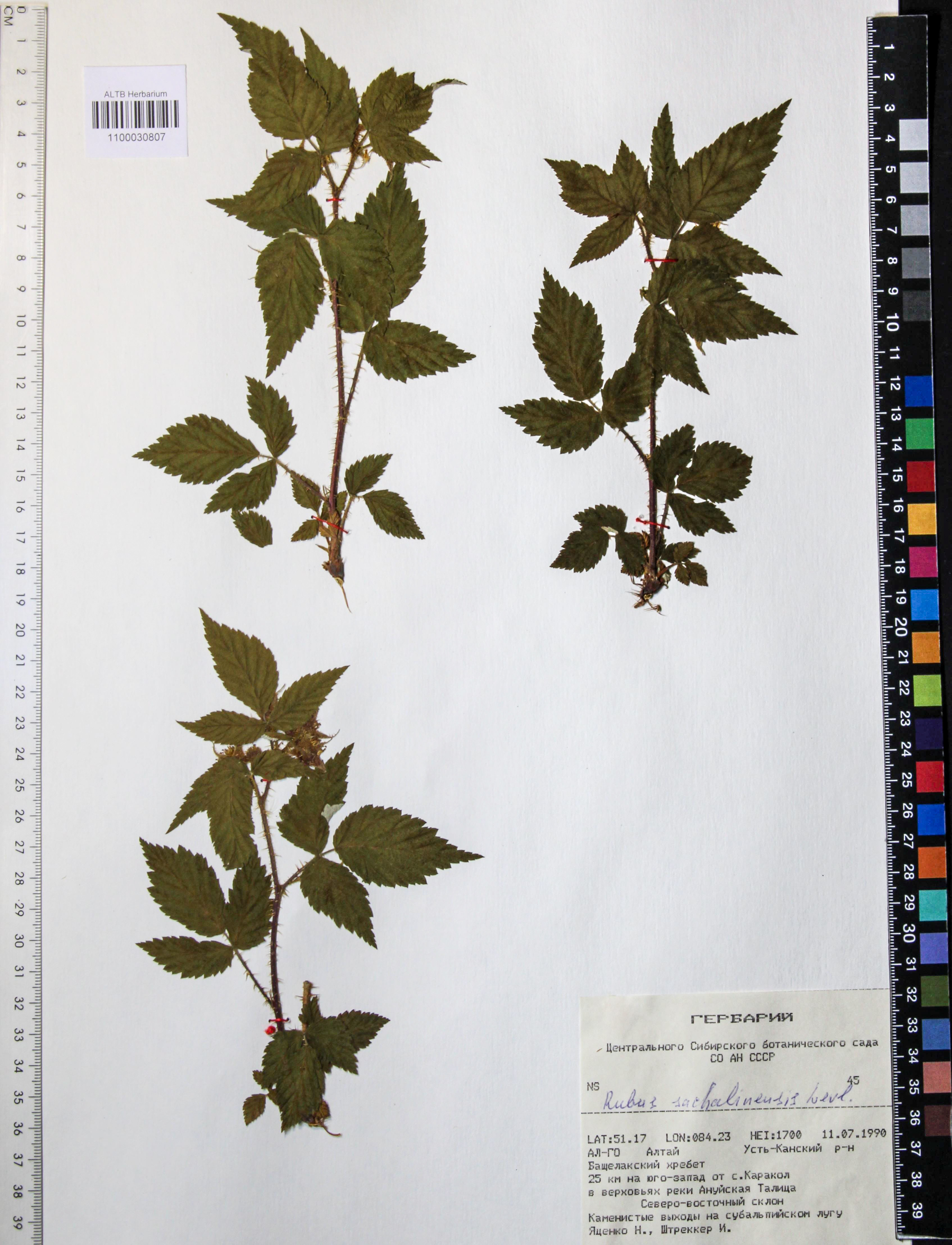 Rubus sachalinensis Levl.