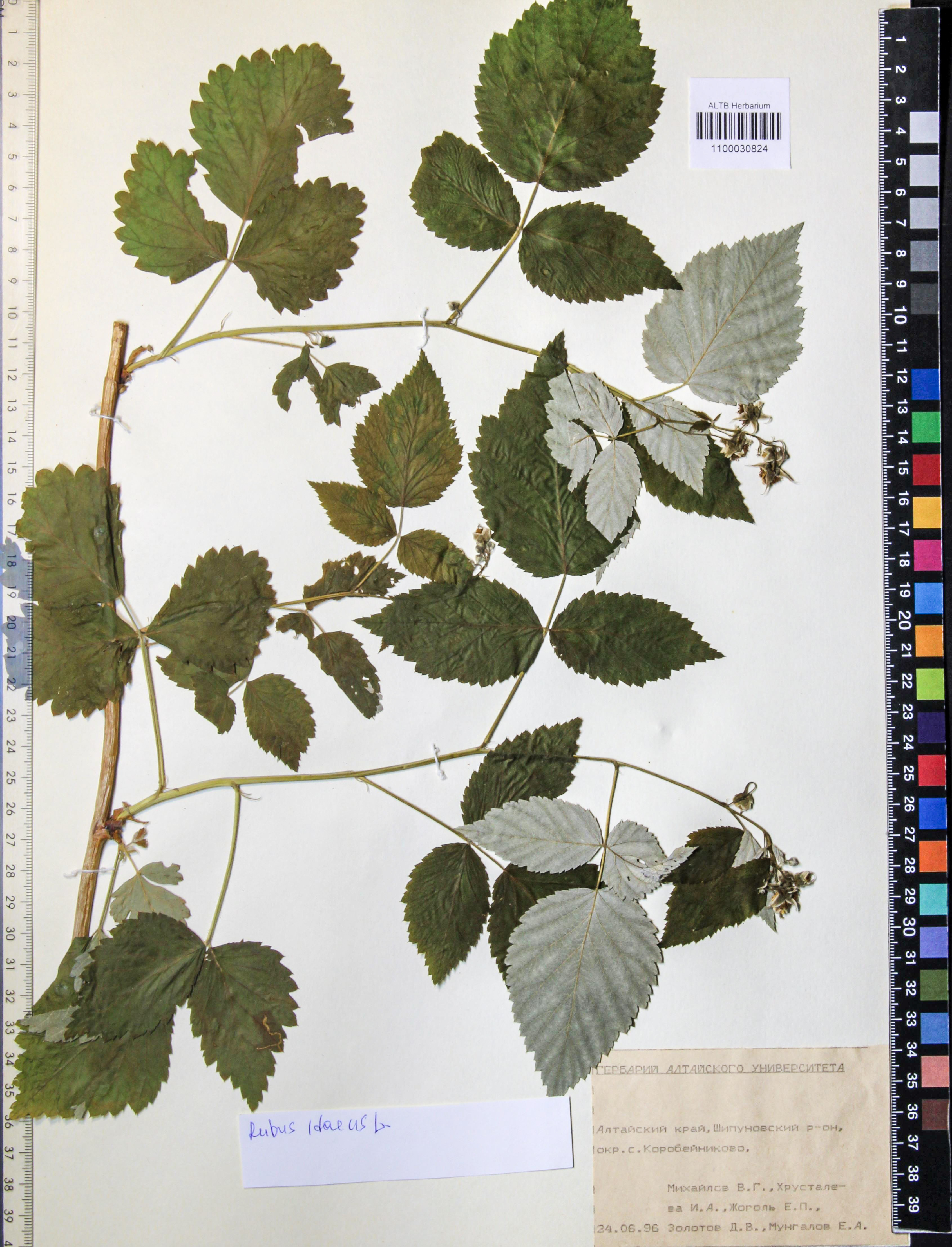 Rubus idaeus L.