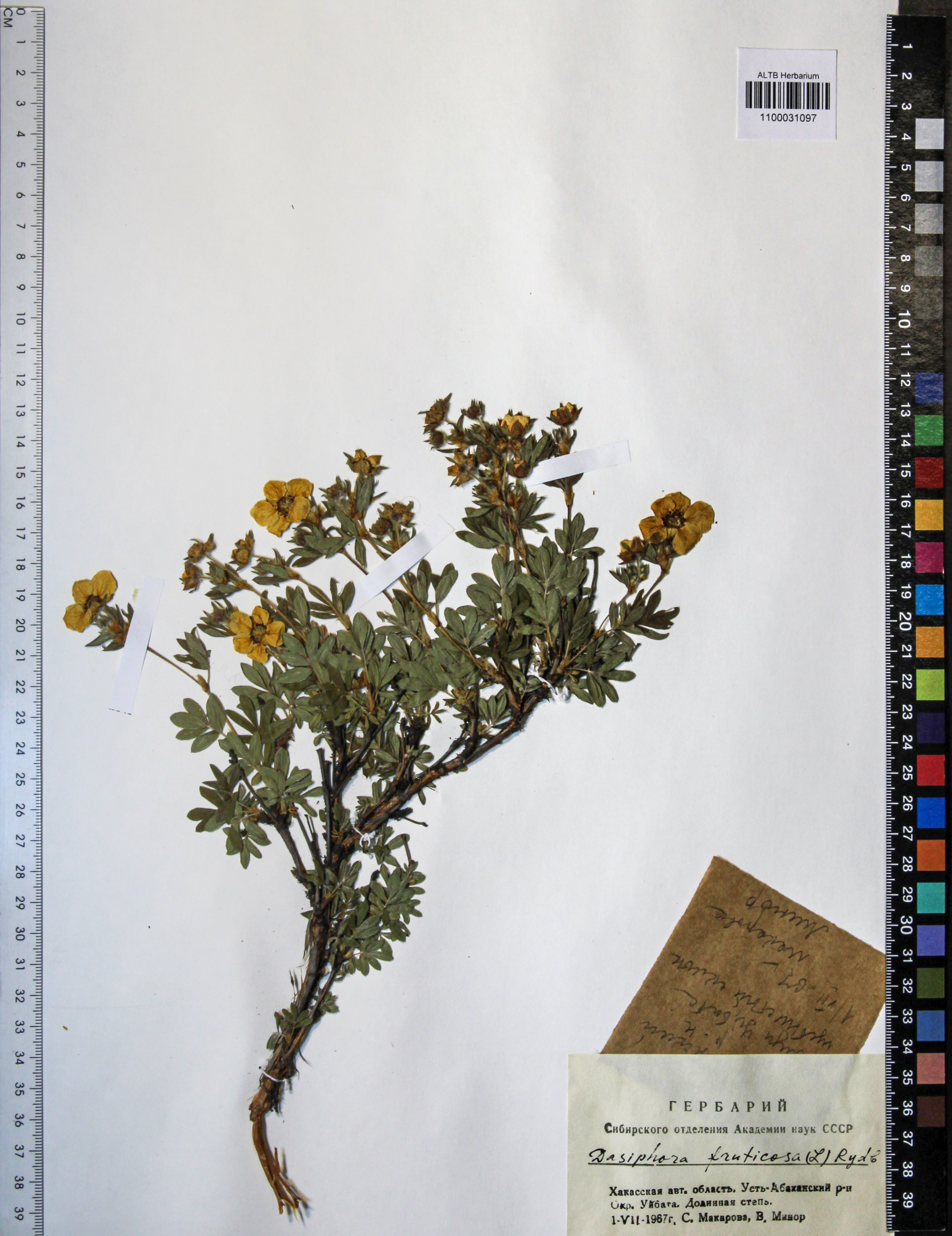 Dasiphora fruticosa L.