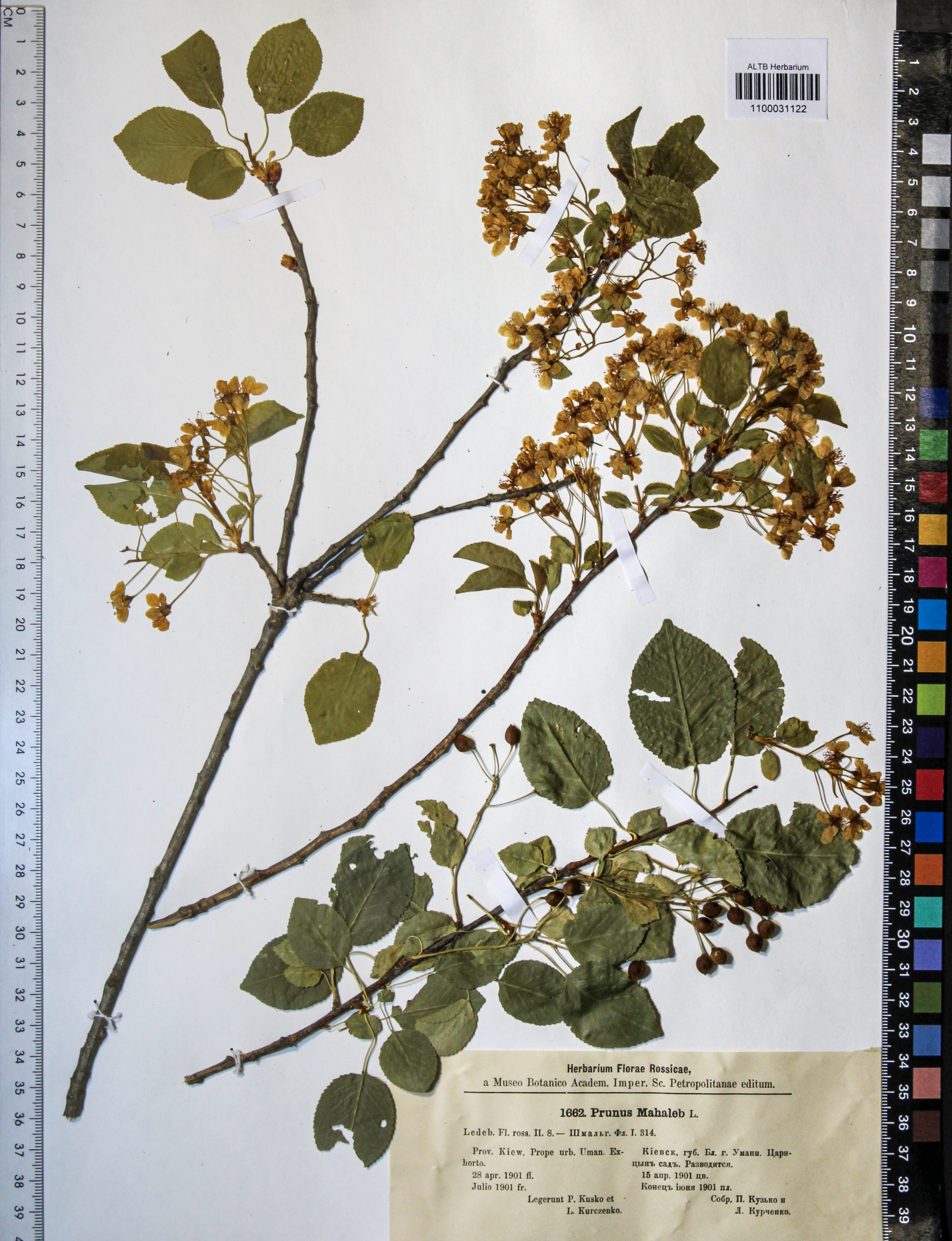 Prunus mahaleb (L.)