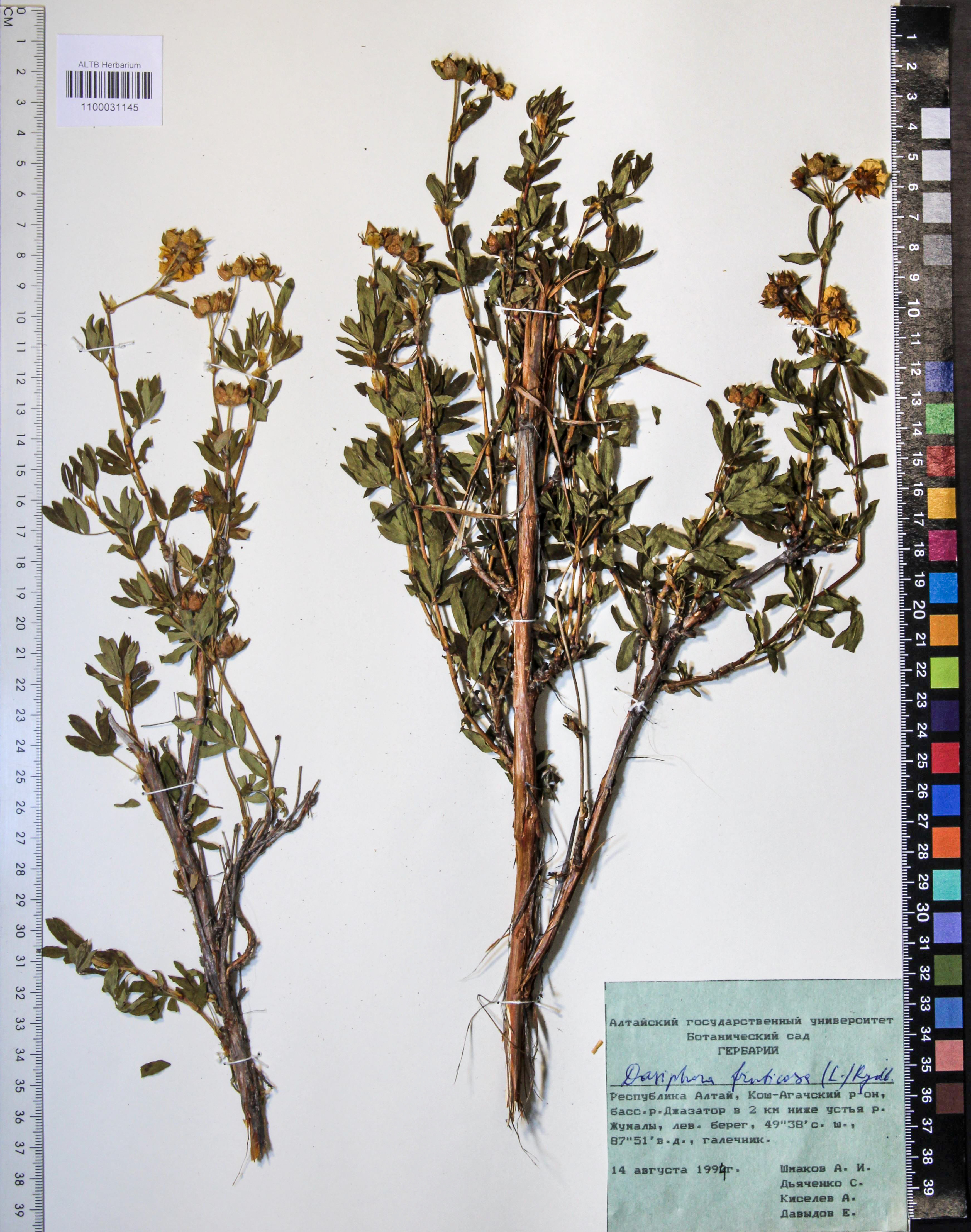 Dasiphora fruticosa L.
