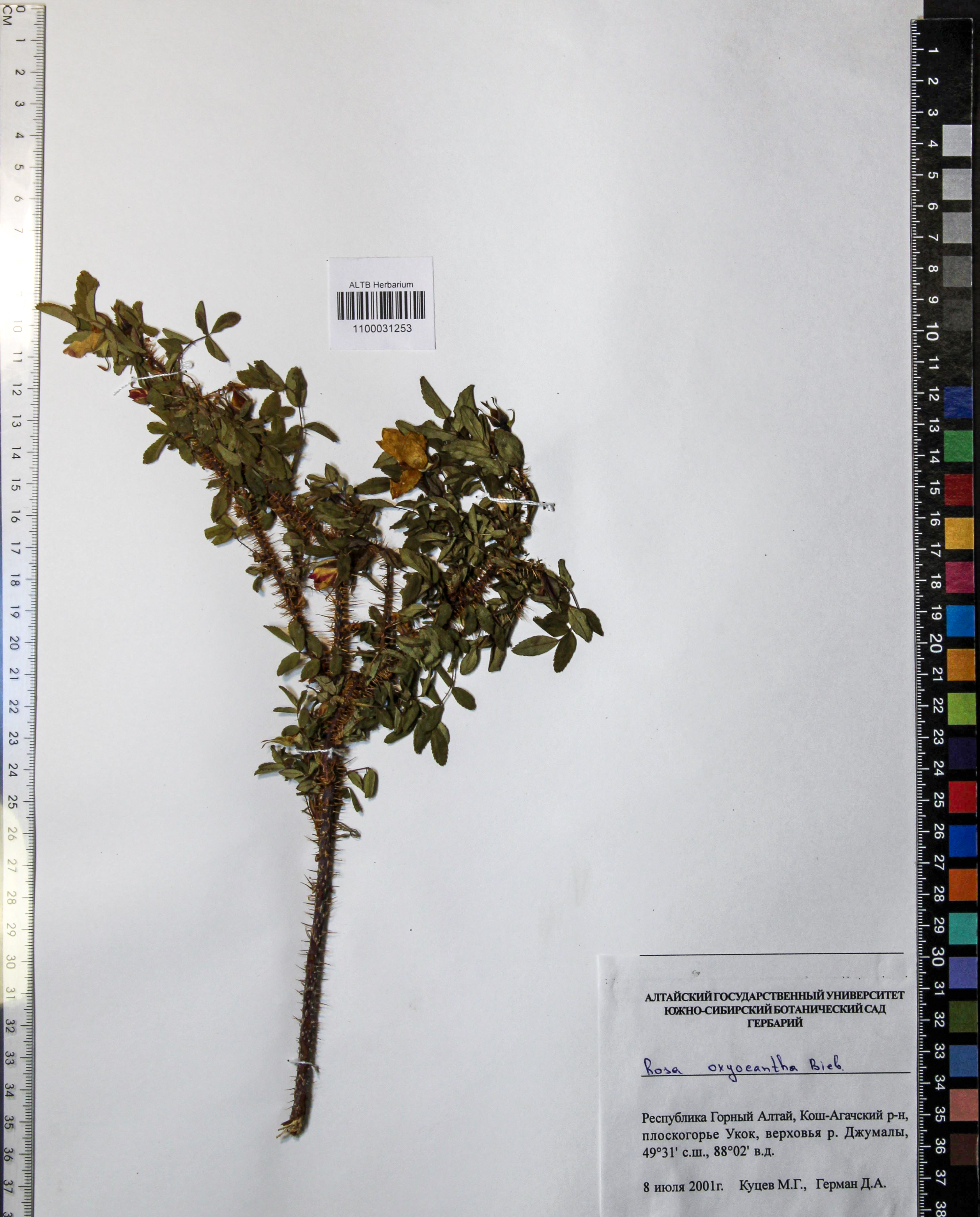 Rosa oxyacantha M.Bieb.