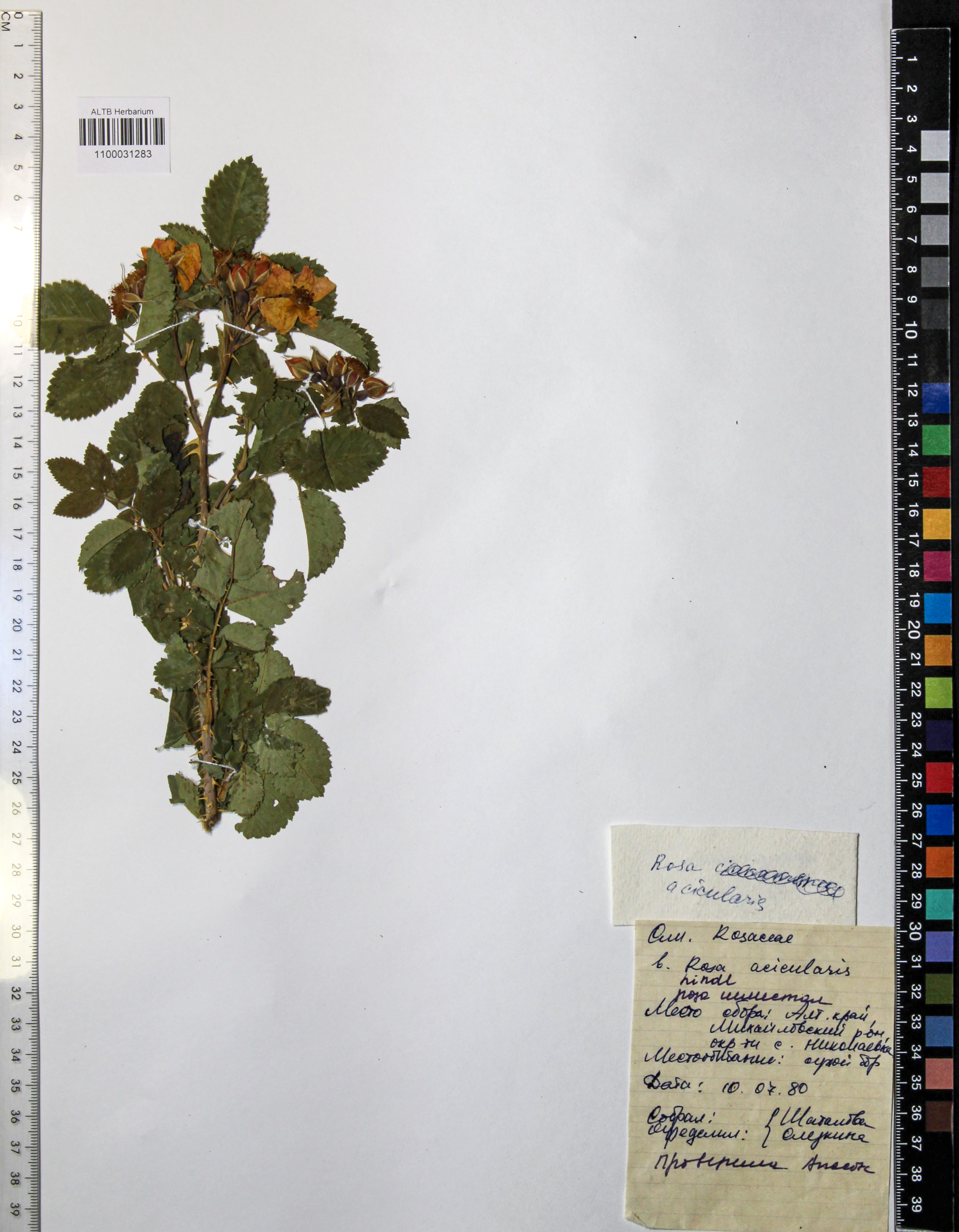 Rosa acicularis Lindl.