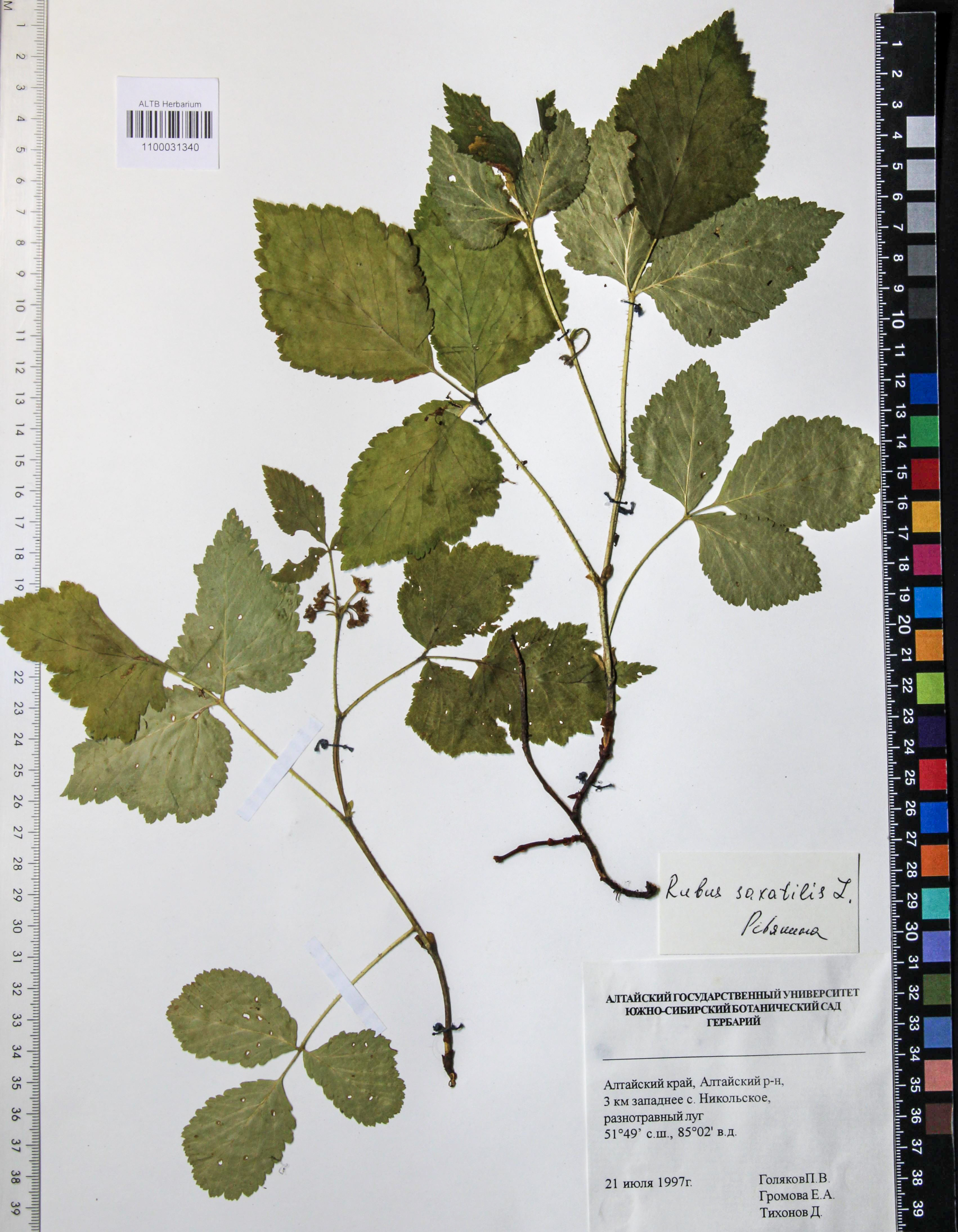 Rubus saxatilis L.