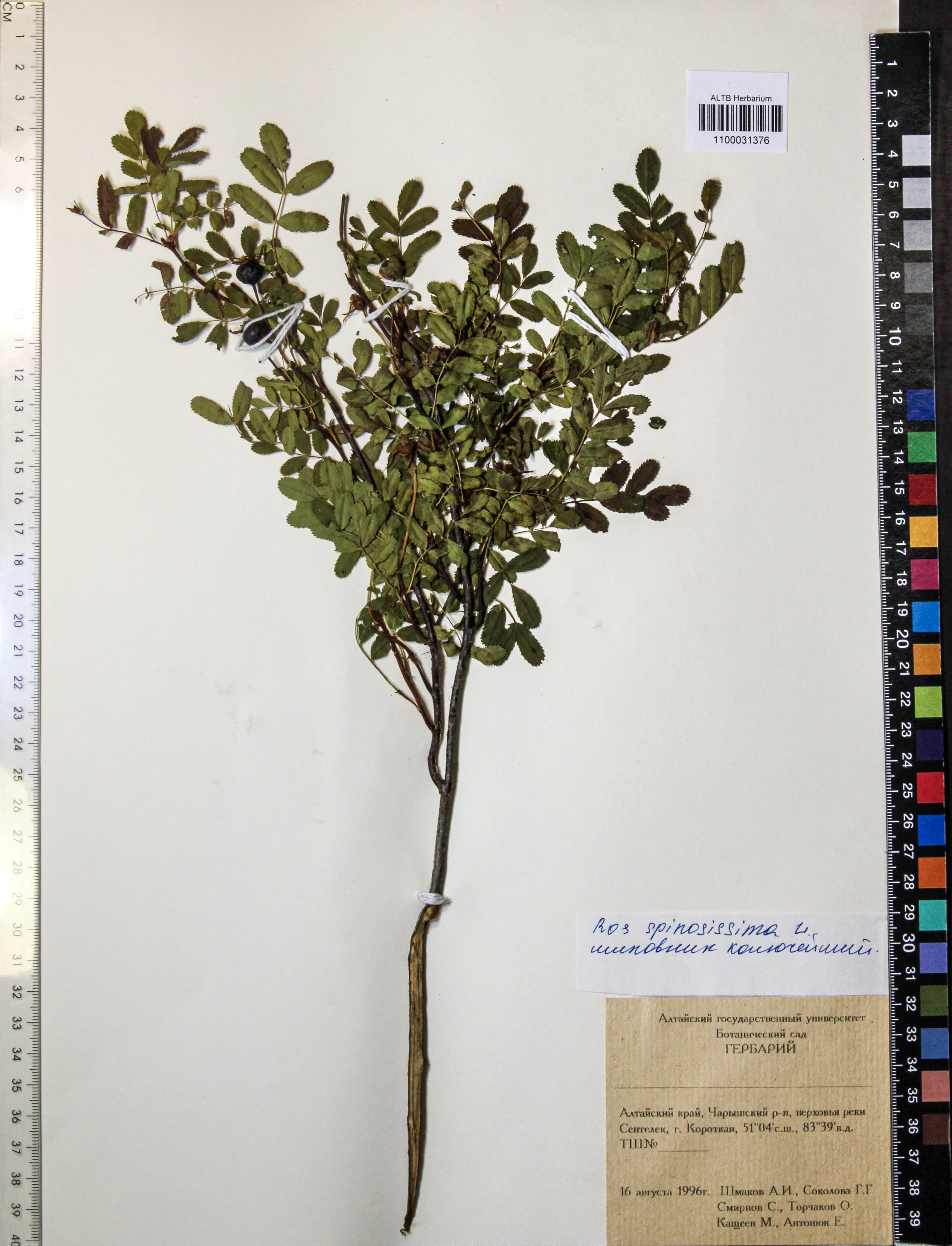 Rosa spinosissima L.