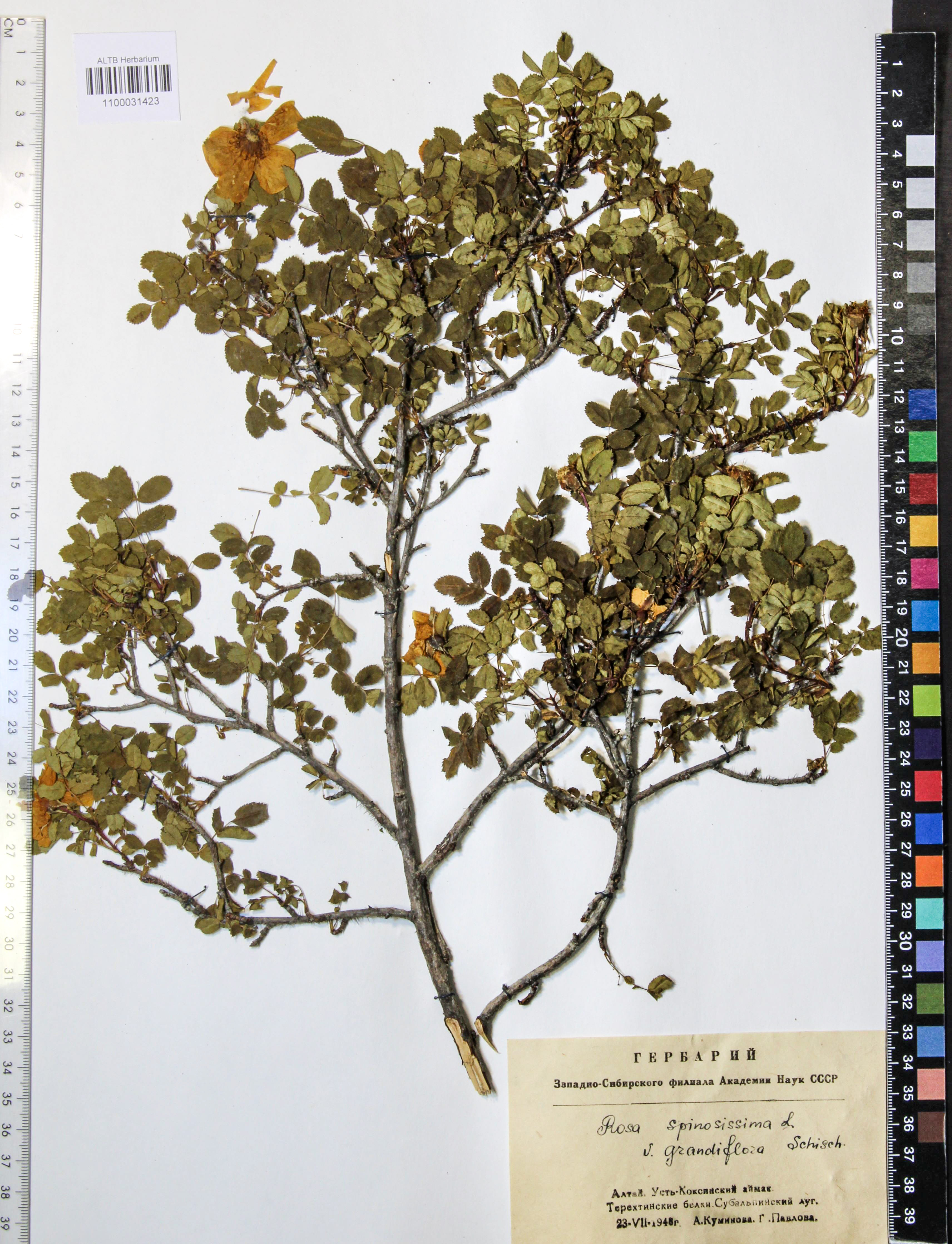 Rosa spinosissima L.
